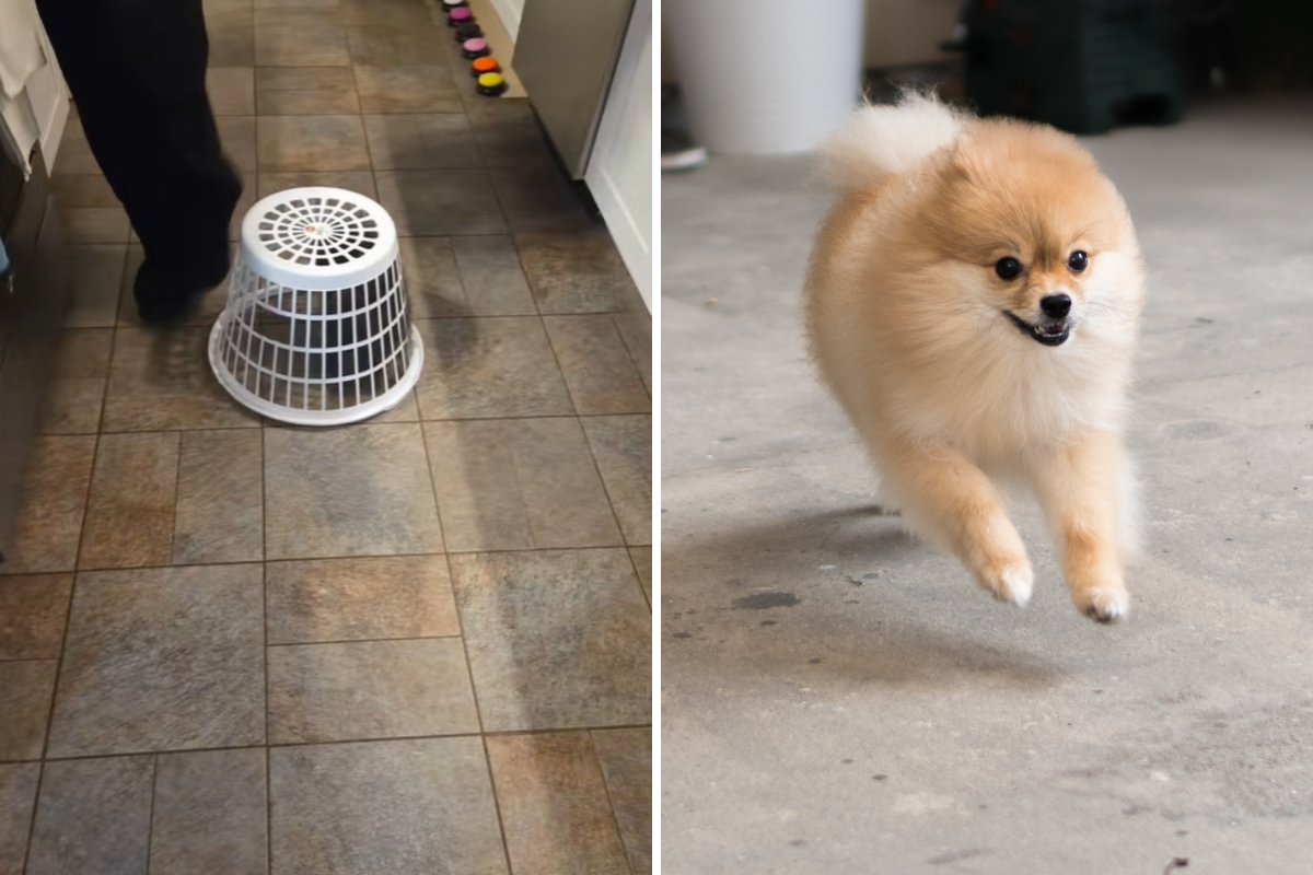 Pomeranian placed in laundry basket to "protect" senior sibling—it fails