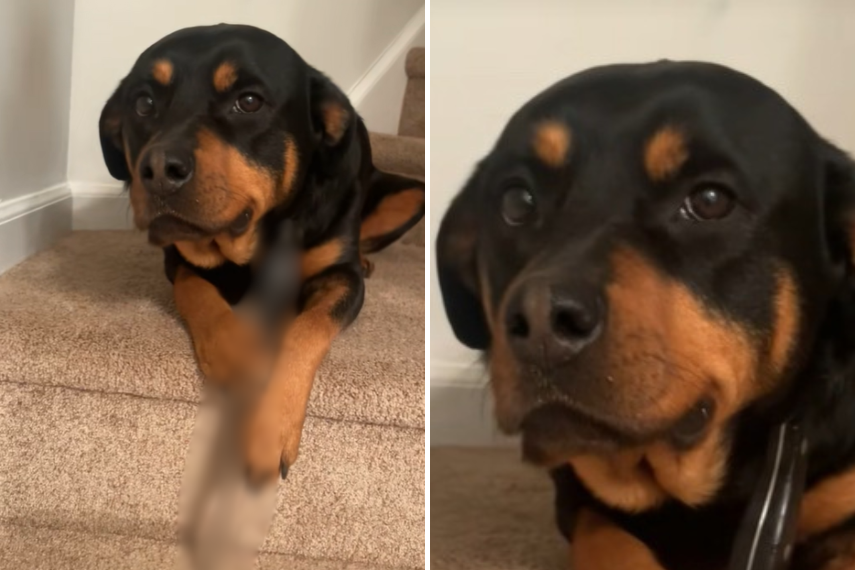Rottweiler Appears To ‘Smirk’ at Owner, Then She Sees What’s Between Paws