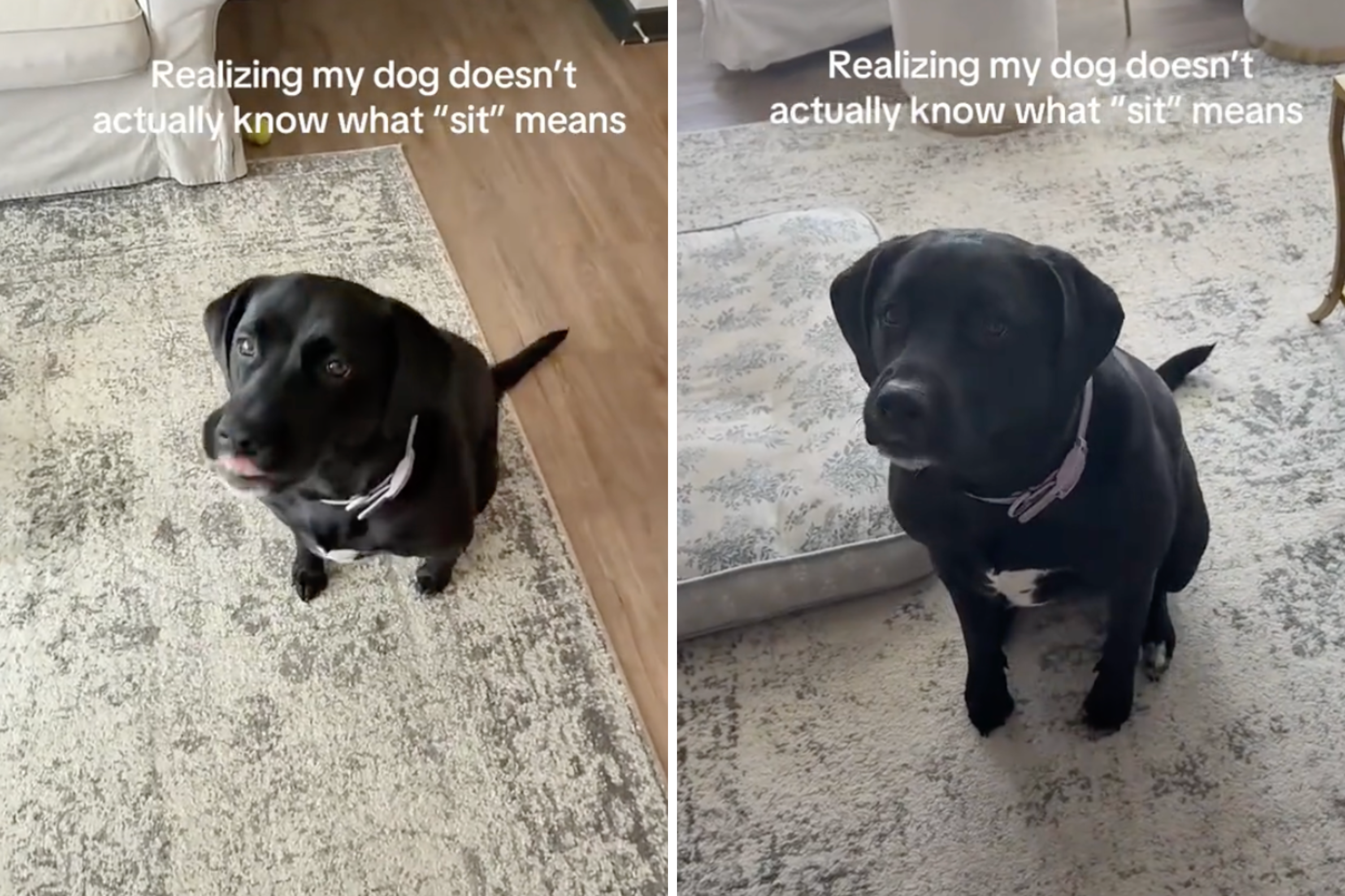 Owner Thinks She’s Taught Labrador Basic Command—Then Has Realization