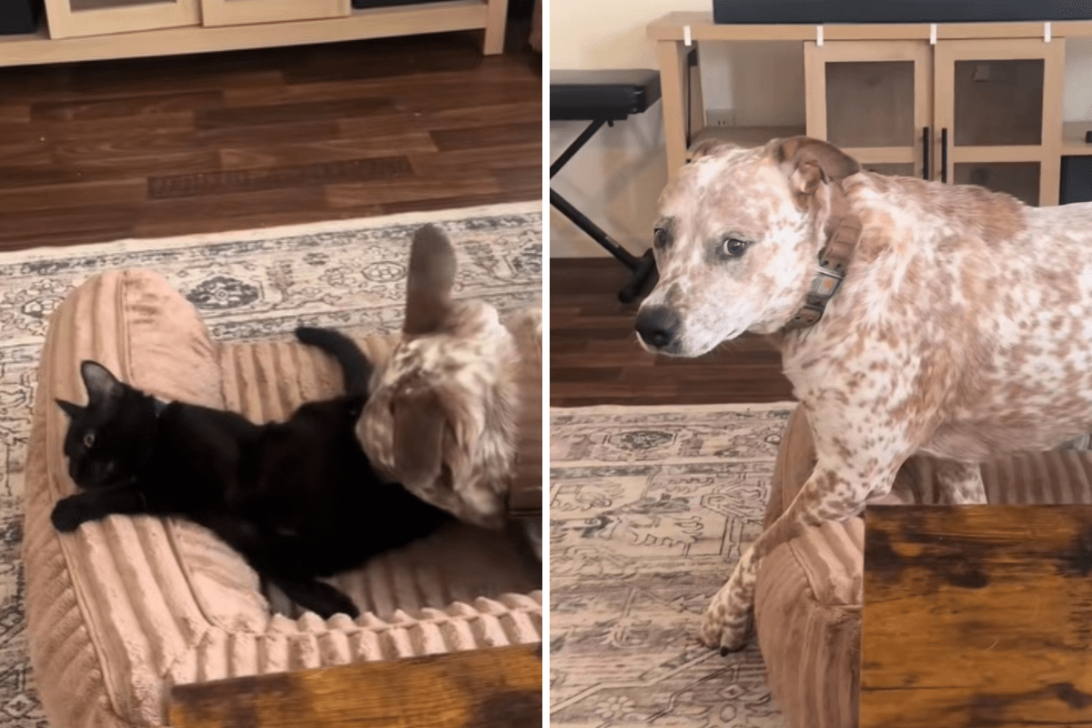 Dog gets too close to younger cat—older sibling steps in to "protect"