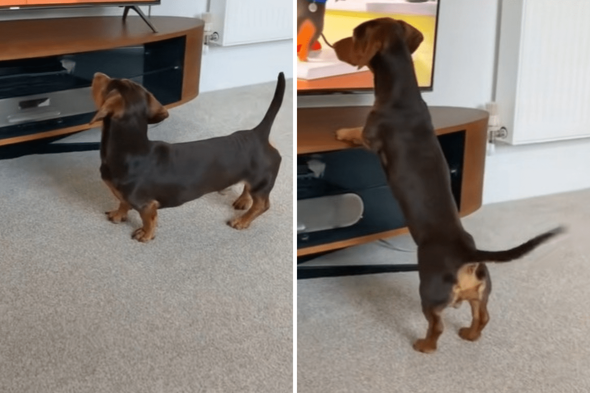 Dachshund Watches Cartoon on TV, Why He&rsquo;s So Excited Warms Hearts