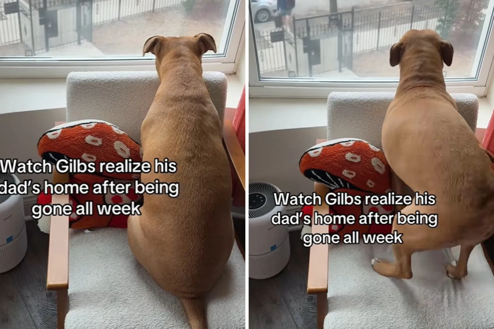 Rescue Dog Waits at Window, Moment He Realizes Dad Is Home Melts Hearts ...