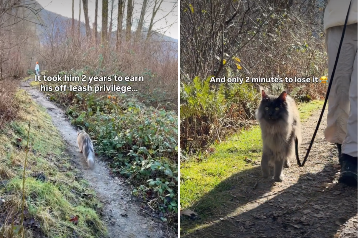 Exact moment cat loses off-leash privileges after 2 years captured by owner