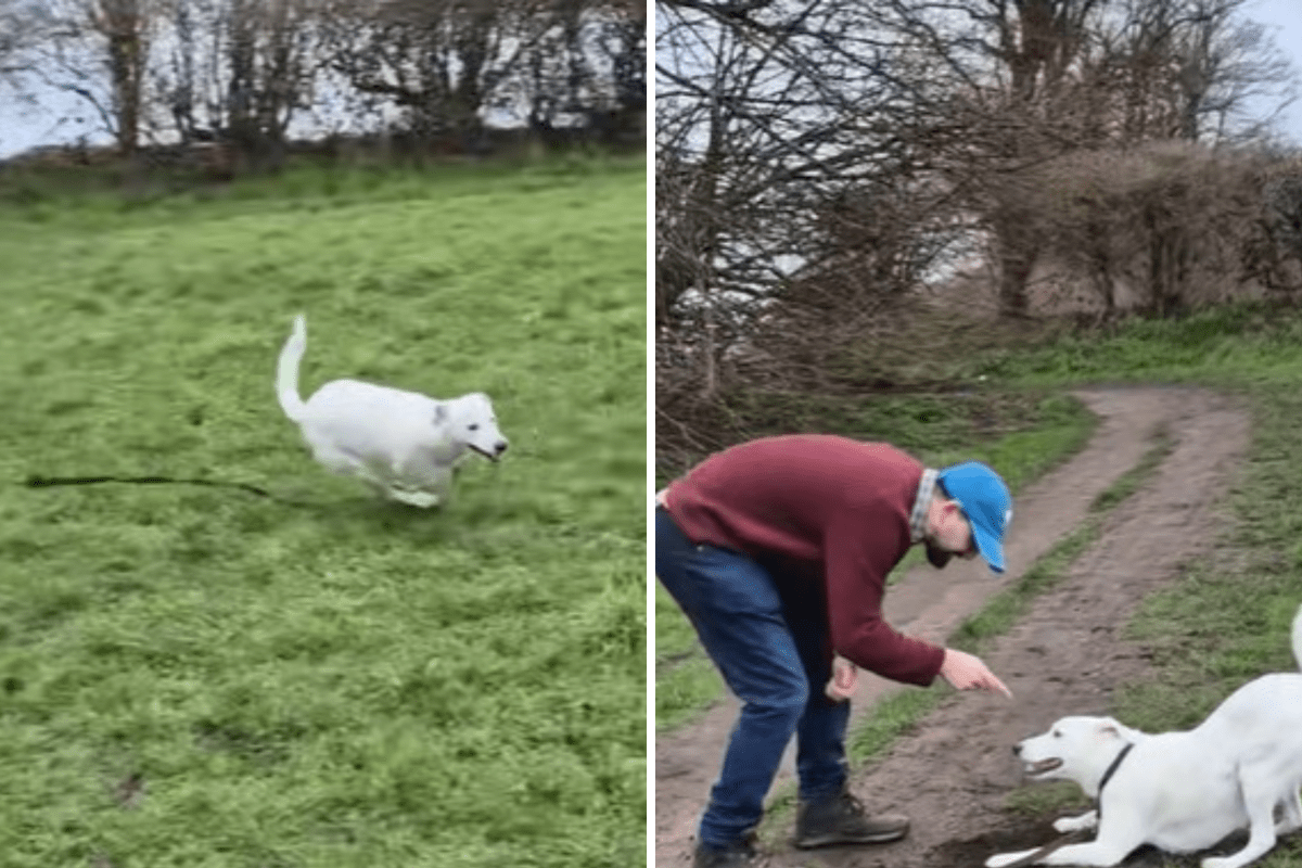 Deaf Dog Is Let Off Leash, Owner Quickly Realizes Their Mistake