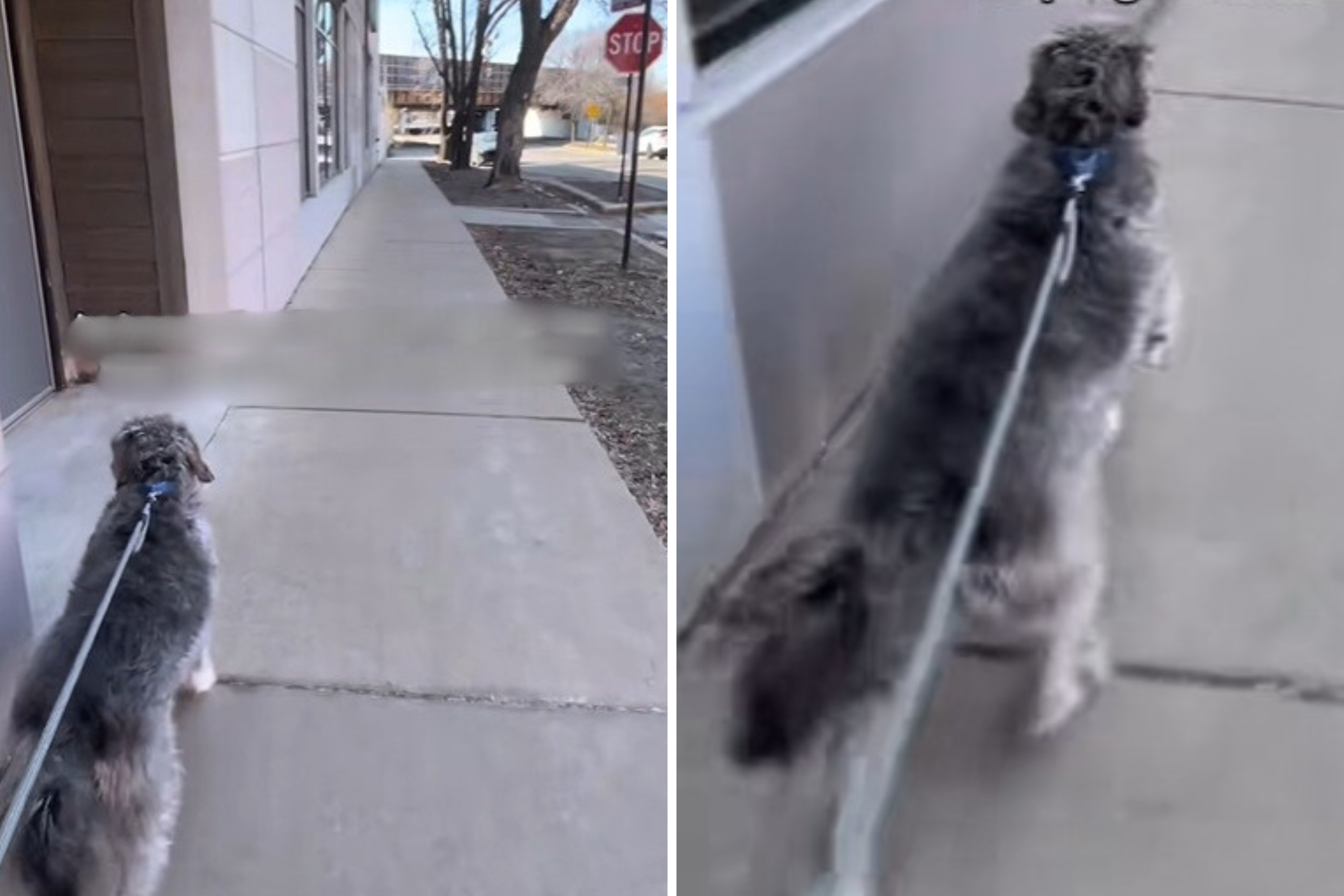Reason Dog Speeds Up at 'Stop' Sign Leaves Internet in Stitches