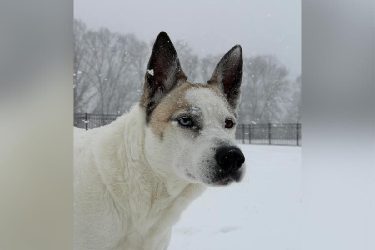 Husky Mix Has DNA Test, Owner Can’t Believe What It Reveals: ‘Dog-Wolf’
