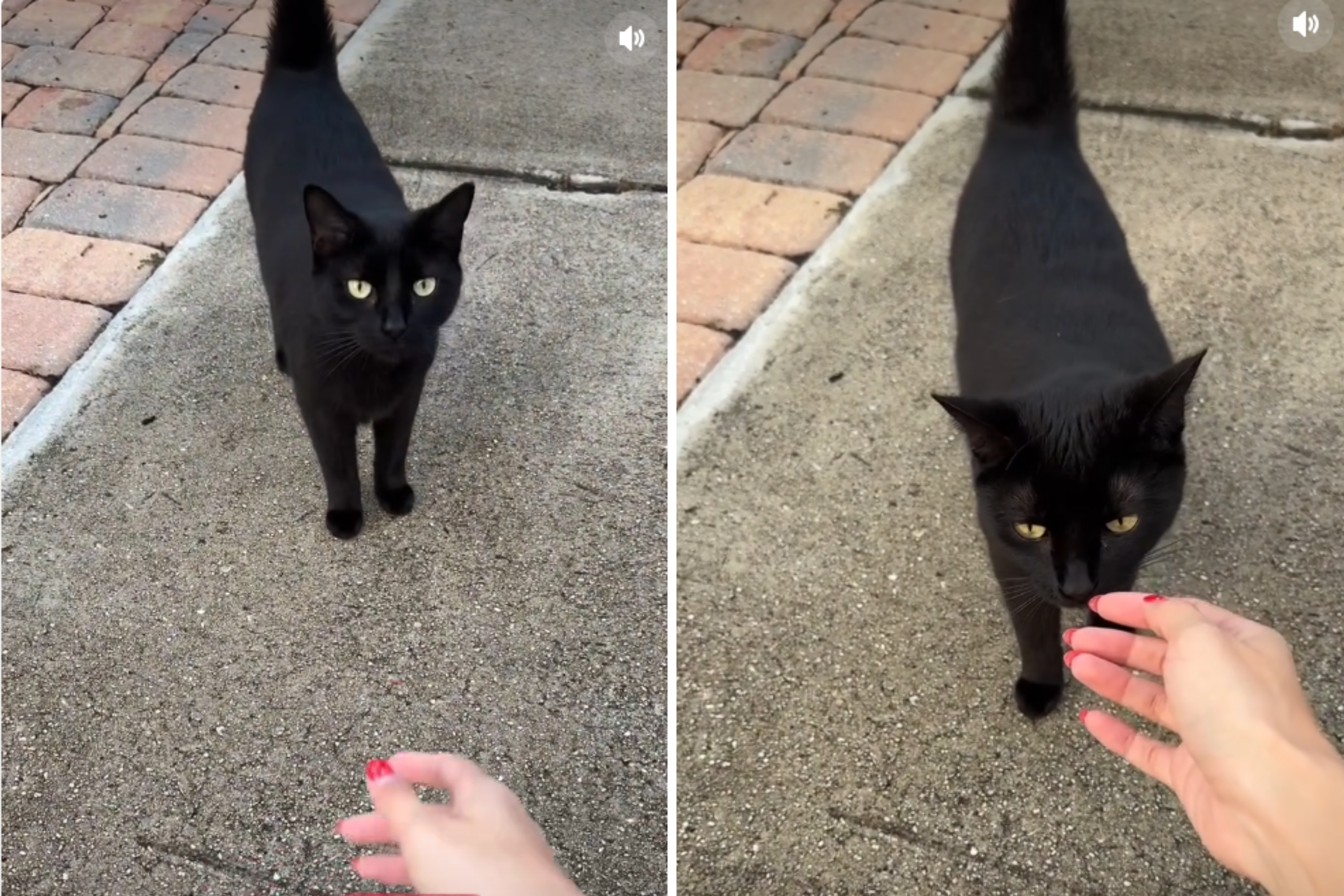 Indoor Cat Left To Survive Outside After Owner Moves Away—Leaves Her Behind