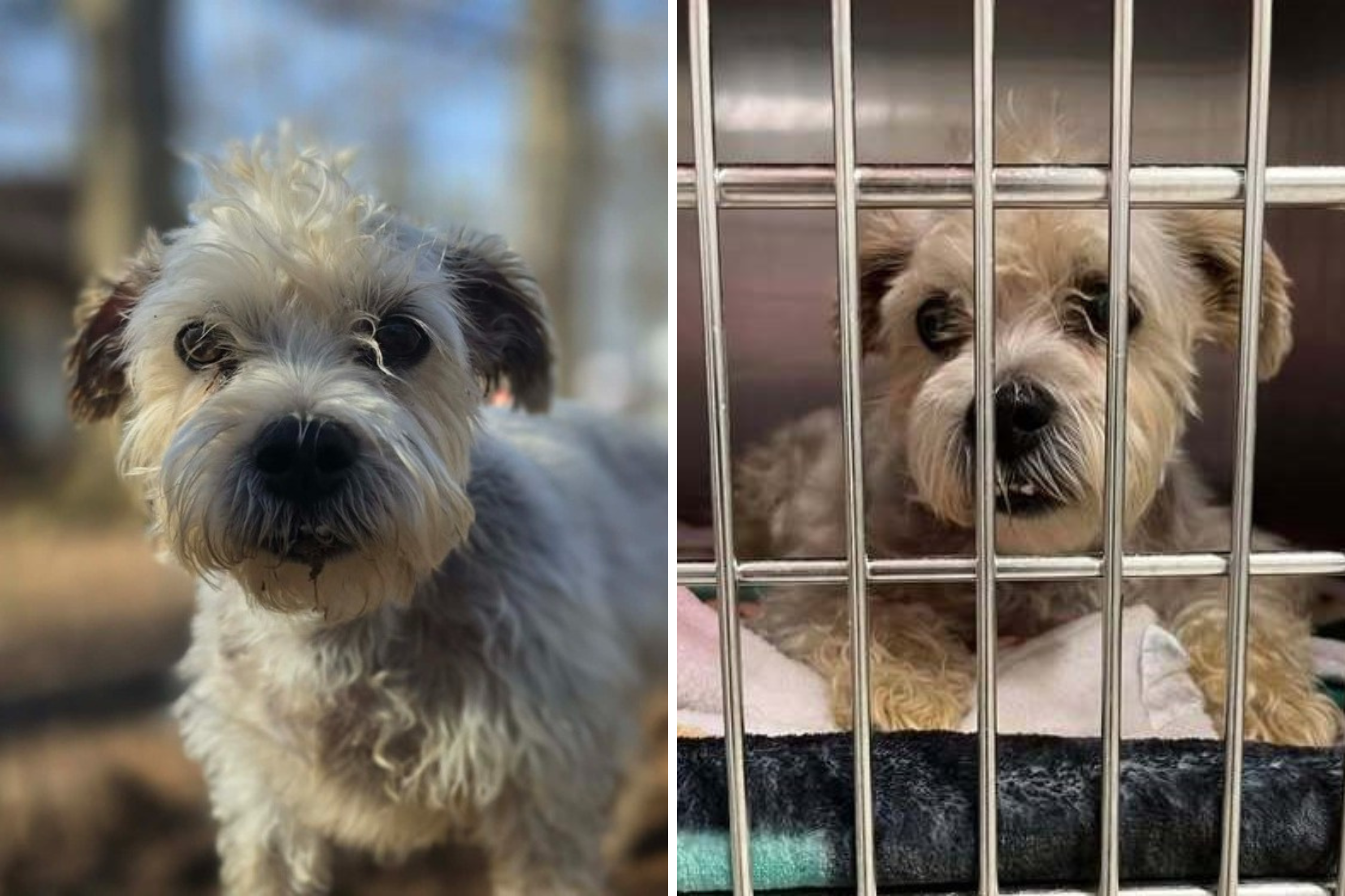 Hearts Break for Dog Surrendered at 11 Who ‘Still Believes in People’