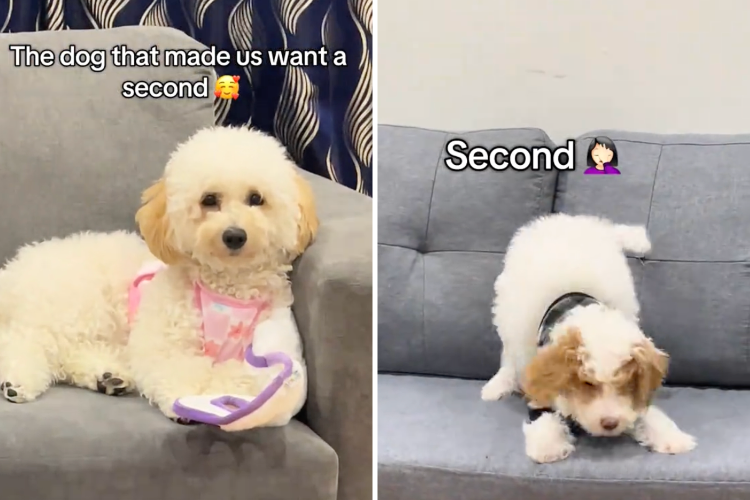 Owners of Calmest Goldendoodle Decide To Get Second Dog—Doesn’t Go To Plan