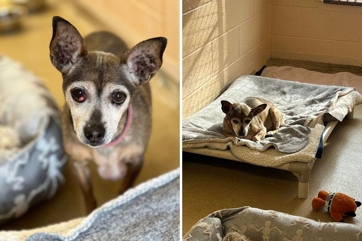 Shelter recebeu uma ligação sobre um cachorro idoso. As autoridades então encontraram seus arquivos de 2016.