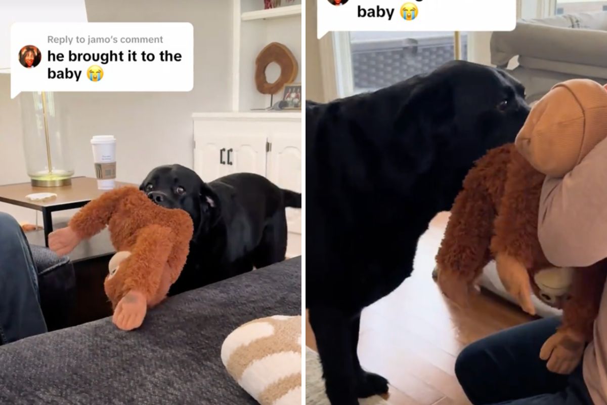 A Welcome Gift: How Dudley the Labrador Welcomed His New Baby Sibling