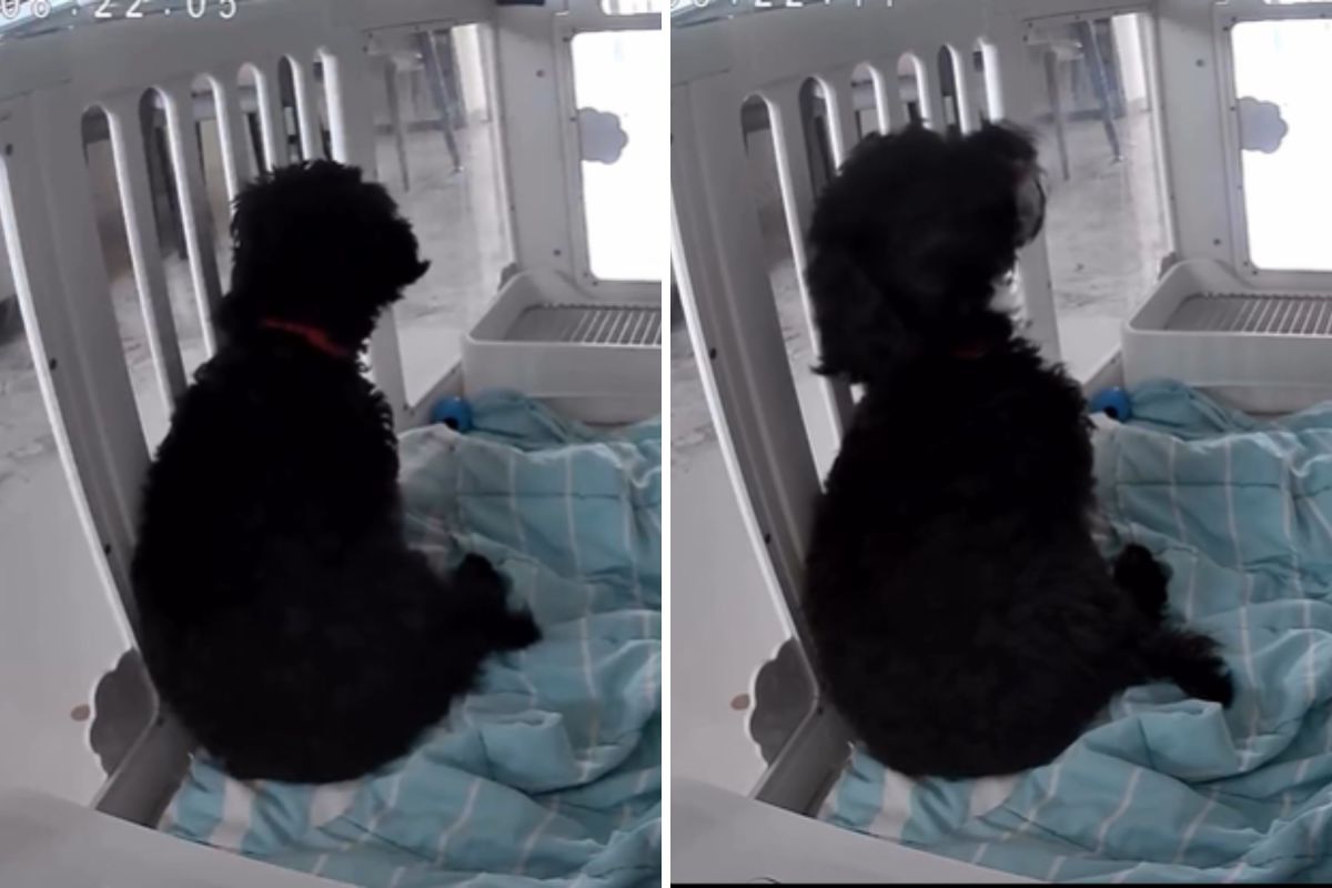Owners check on puppy via pet cam—then realize what they've just captured