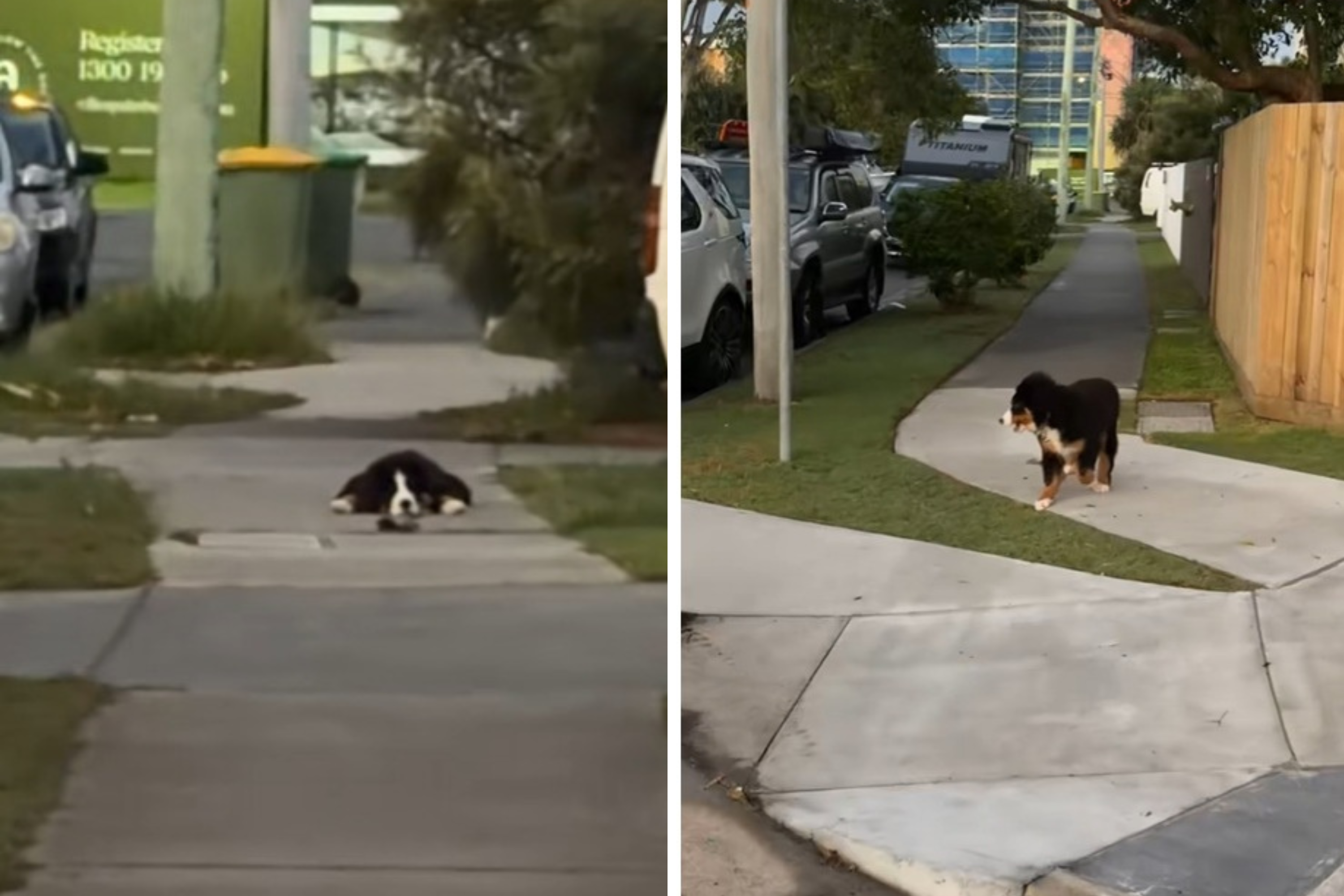 Owner Takes Bernese Mountain Dog on Walk but There’s One Big Problem