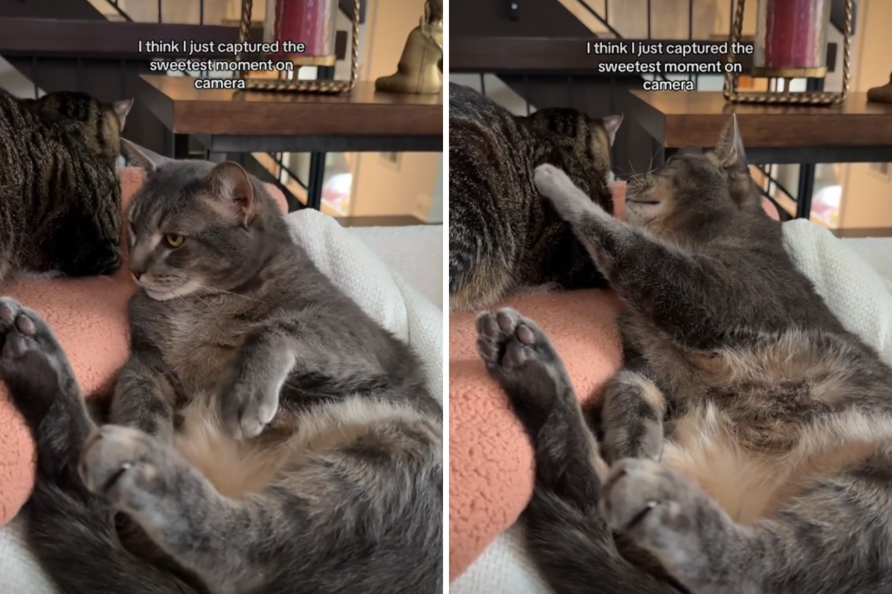 Cat Owner Captures ‘Sweetest Moment’ Between Siblings on Camera