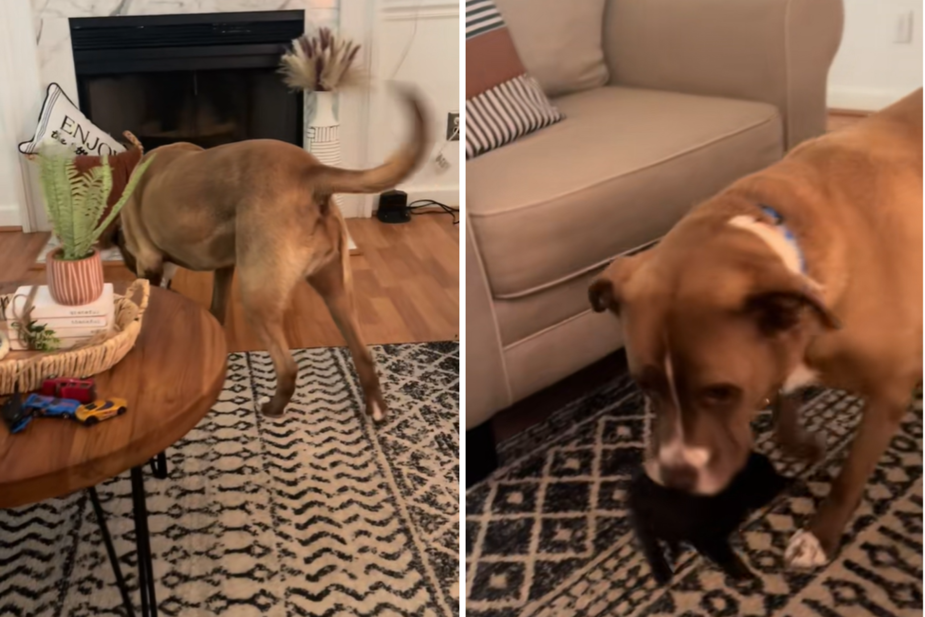 Woman Brings Tiny Kitten Home—Shock at What She Trains Her Dog To Do