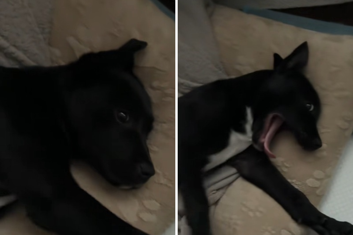 How Rescue Puppy Sleeps in Bed After Life Outside Melts Hearts&mdash;&lsquo;So Safe&rsquo;