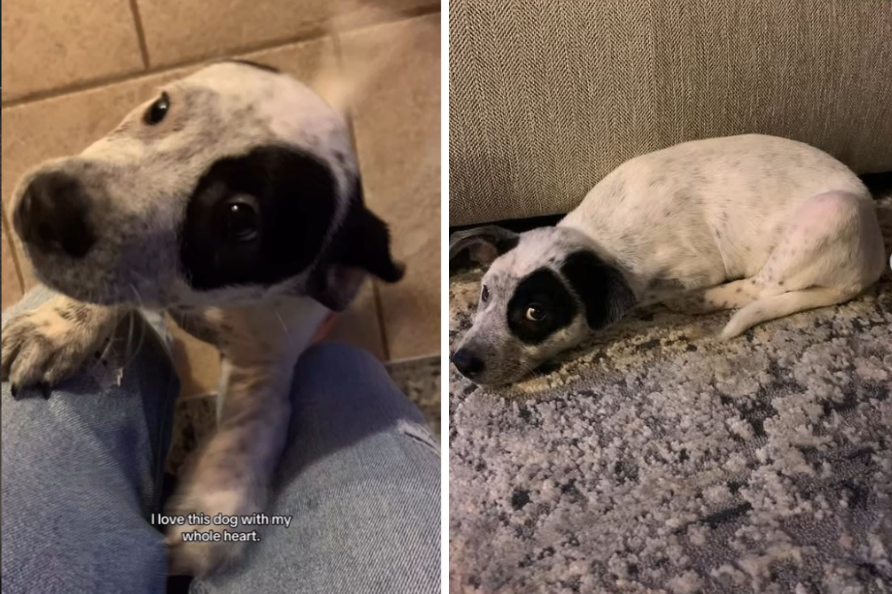 Woman Adopts Rescue Puppy—Years Later Original Owner Sends Unexpected Text