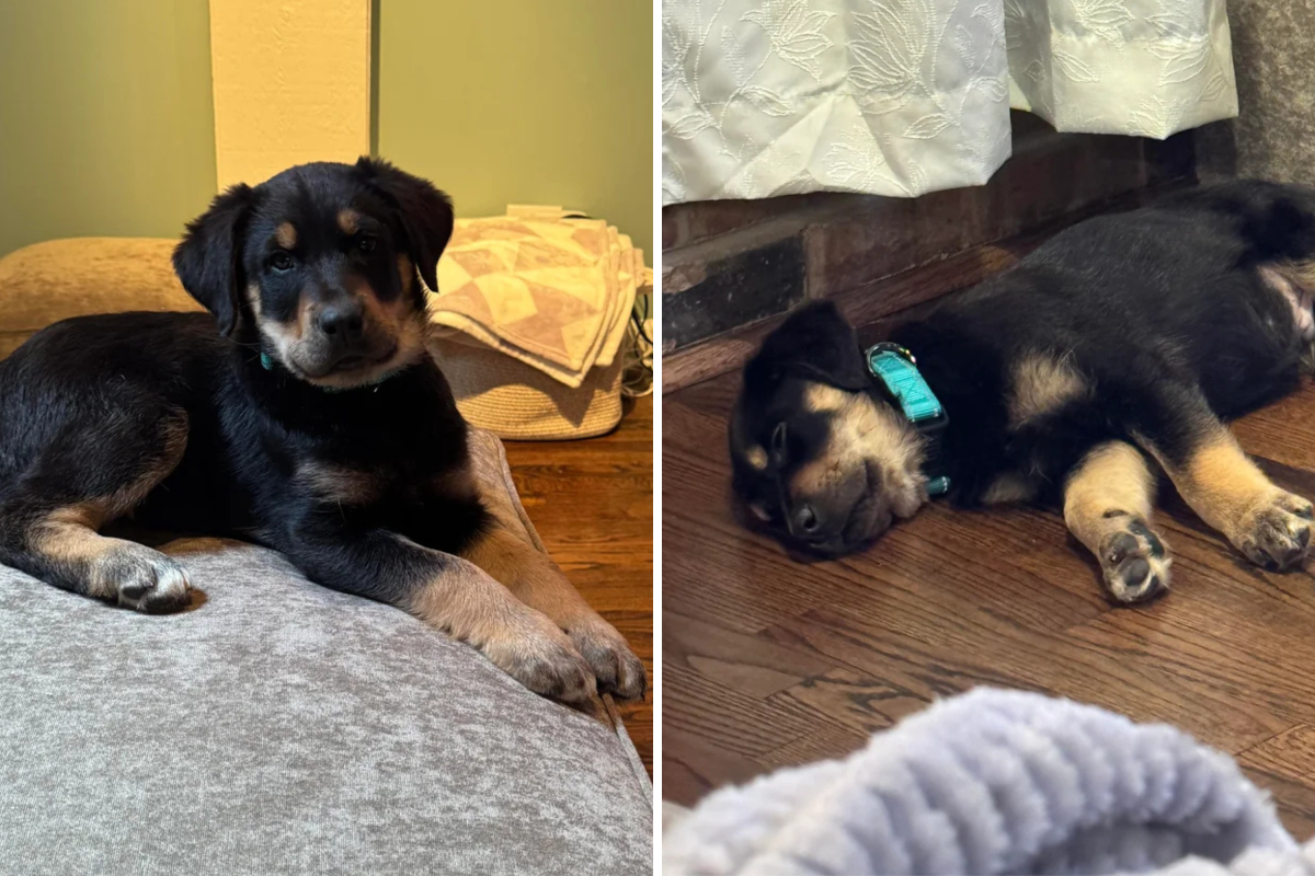 Owner Thinks Puppy Is German Shepherd Mix, DNA Test Delivers Shocking Truth