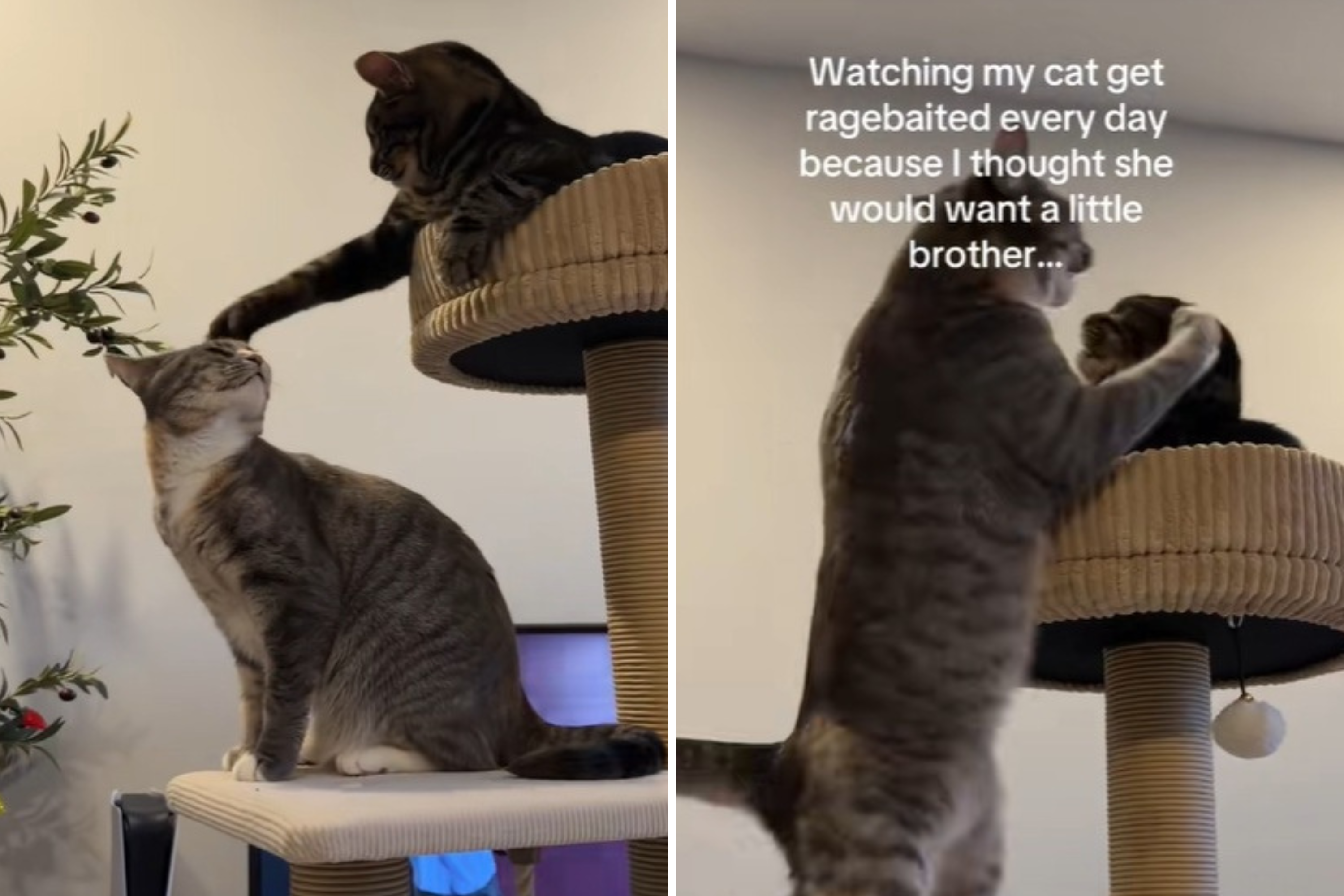 Woman Thinks Cat Is Lonely So Gets Her a Brother, She Was ‘Very Wrong’