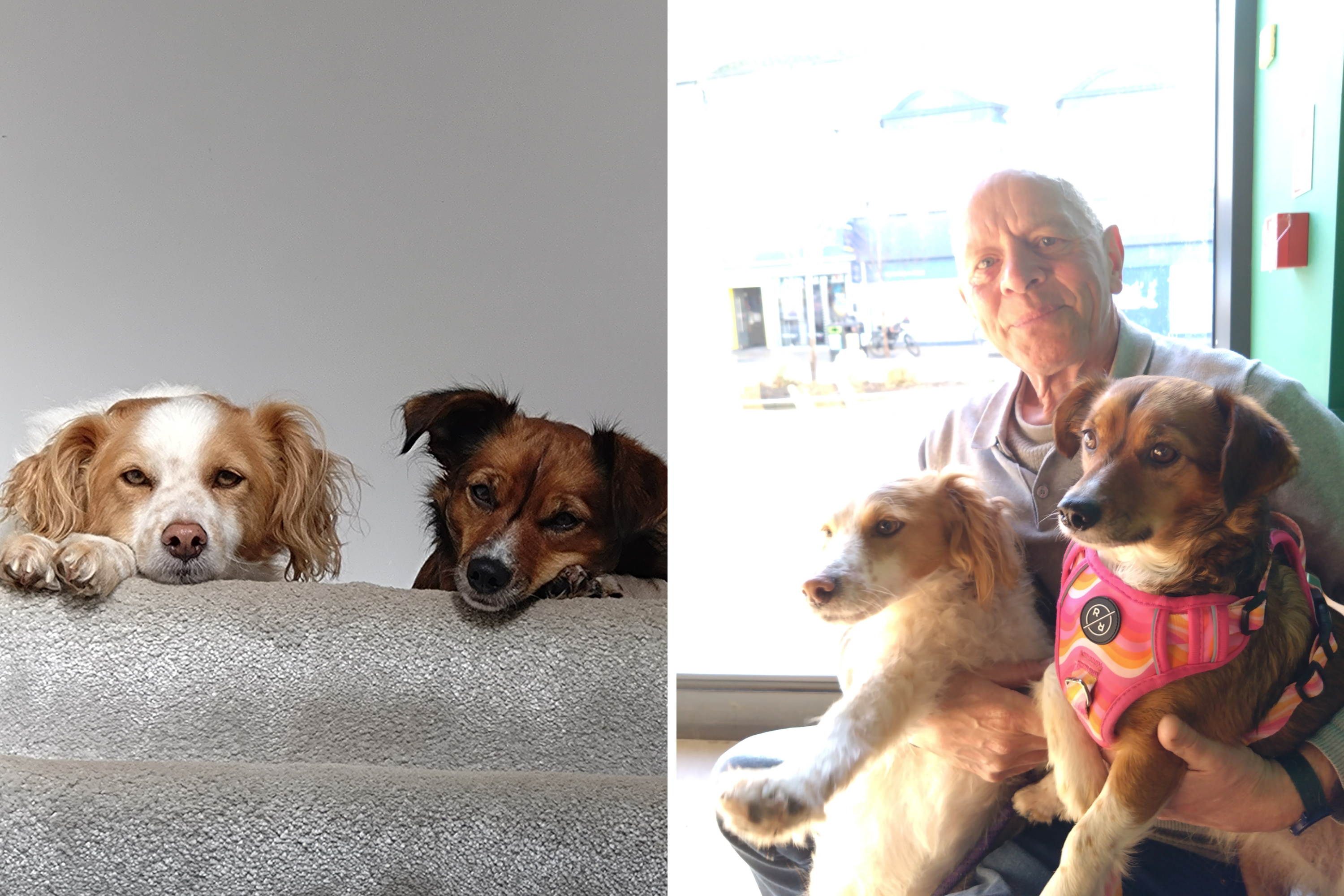 Couple Rescue Corgi Mix—Then Learn Her Best Friend Was Still in Shelter