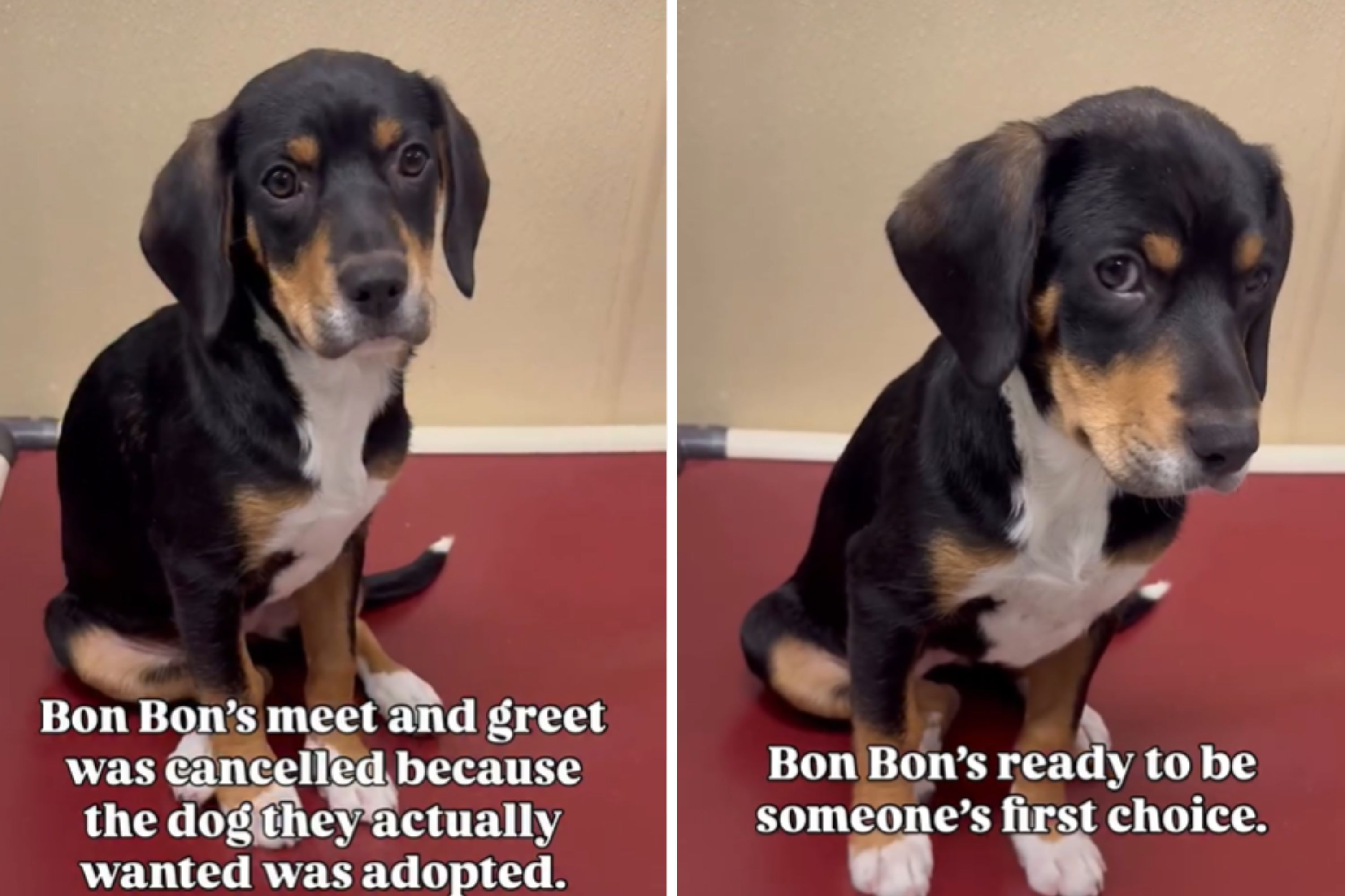 Heartbreak Over Face of Dog Waiting for Meet and Greet After Family Cancels