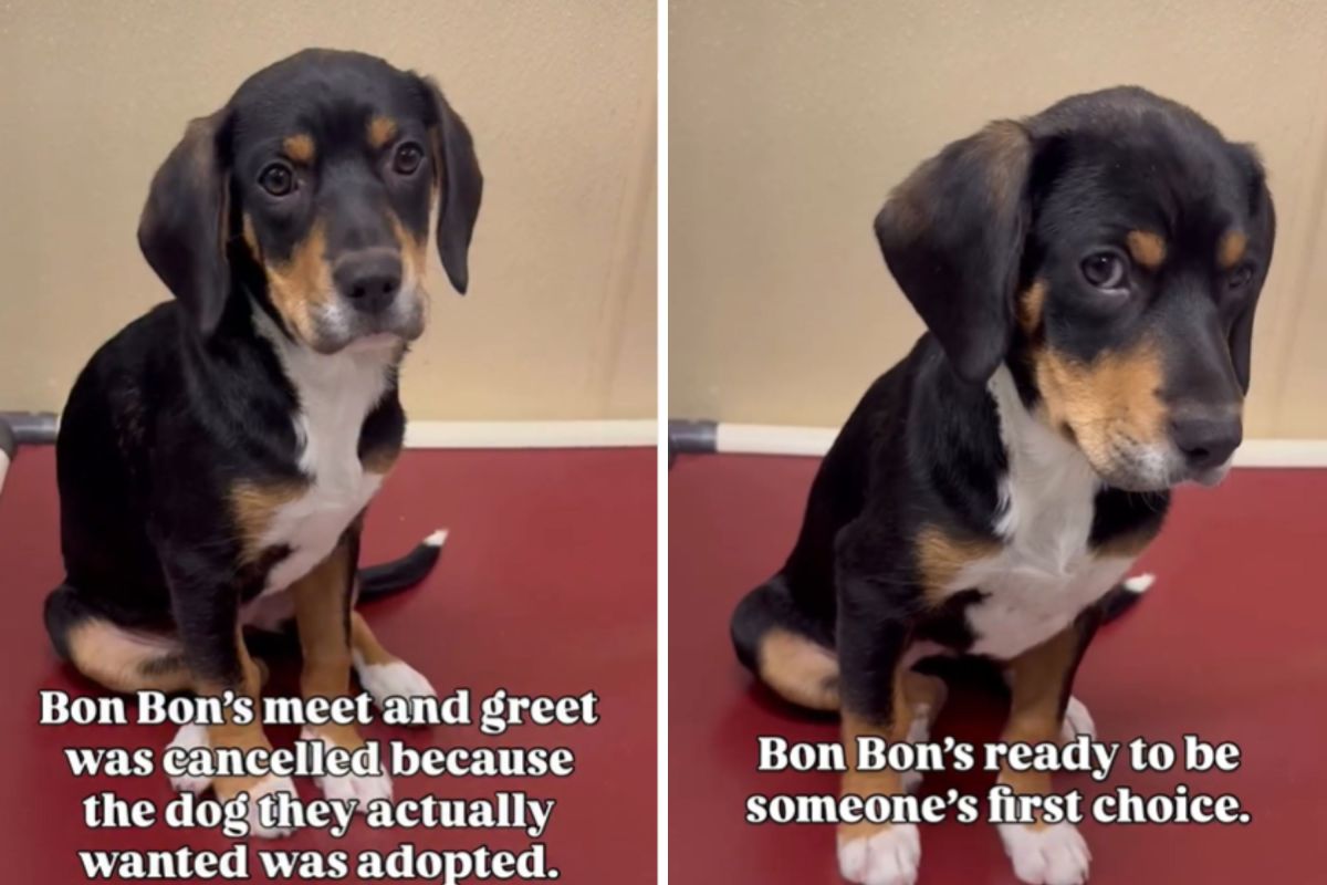 Heartbreak and Rescue: Bon Bon Finds Her Forever Home