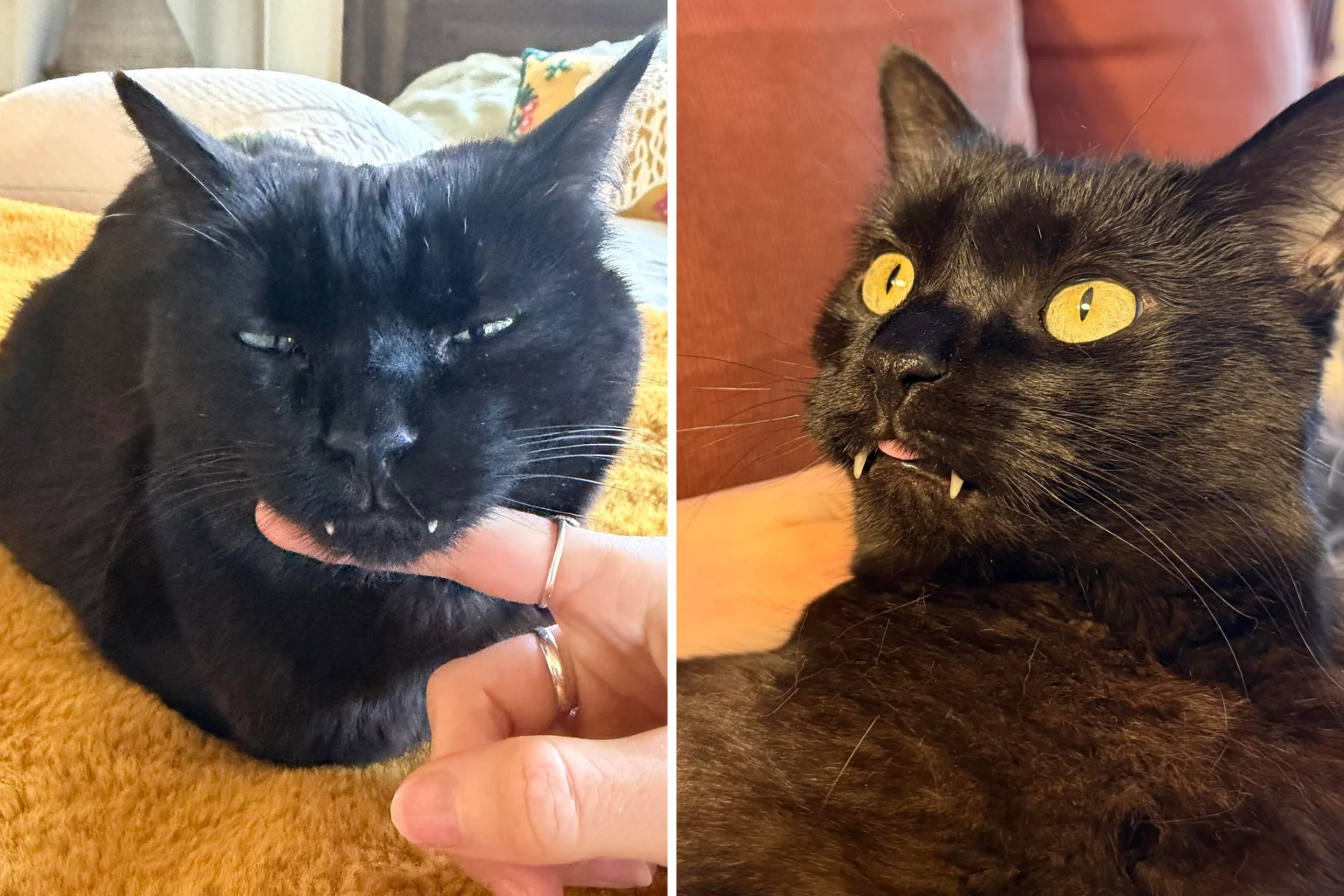 Cat’s Teeth Keep ‘Getting Longer’—Shock Over What Vet Tells Owner