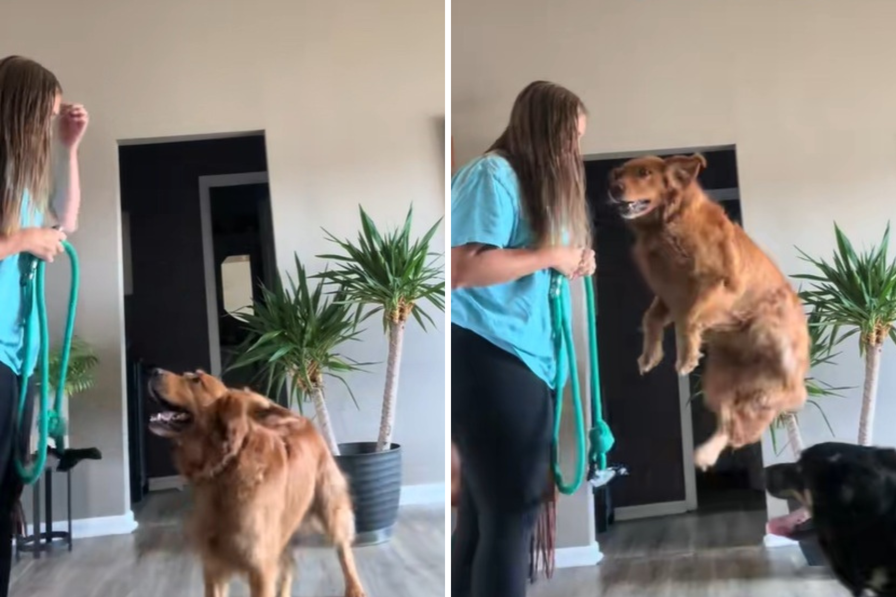 Golden Retriever Gets Zoomies but ‘Vertically’—Owner Knows Exact Reason