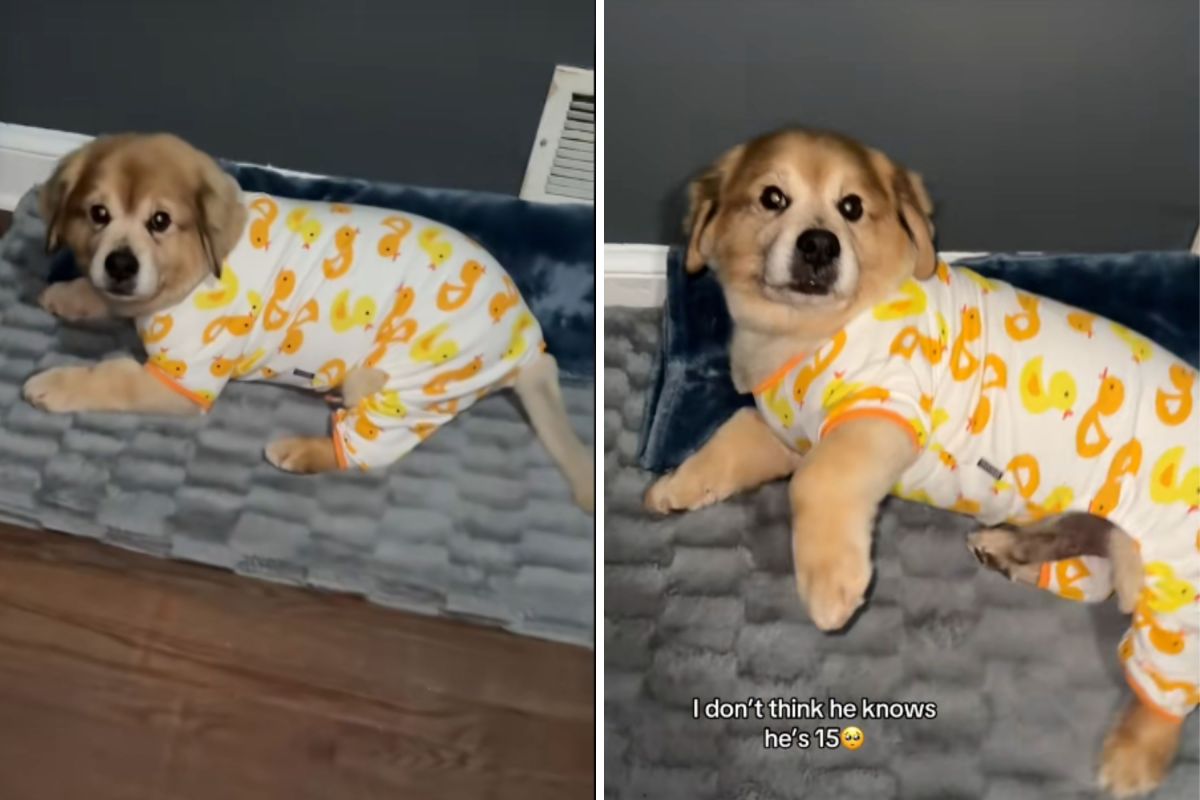 Proprietário do programa na Internet “Forever Puppy” fica surpreso com sua idade real