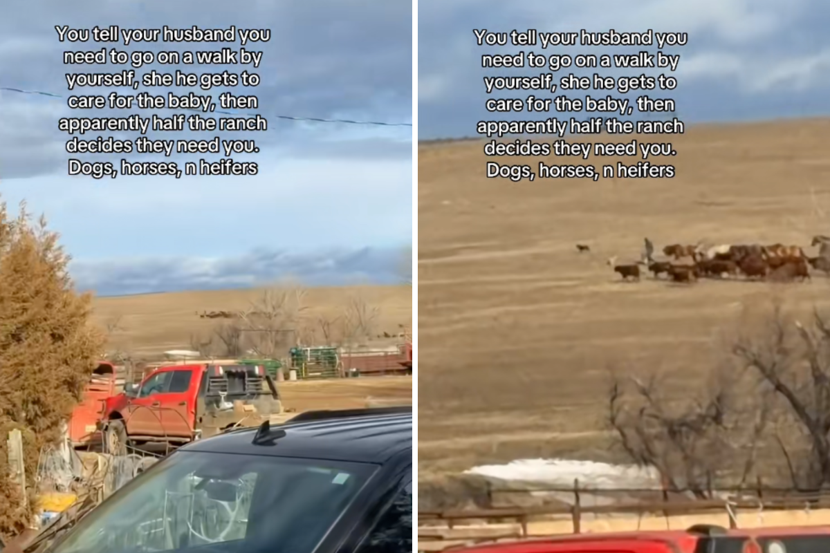 Mom Heads Out Alone for a Break—Realizes Animals Have Other Plans for Her