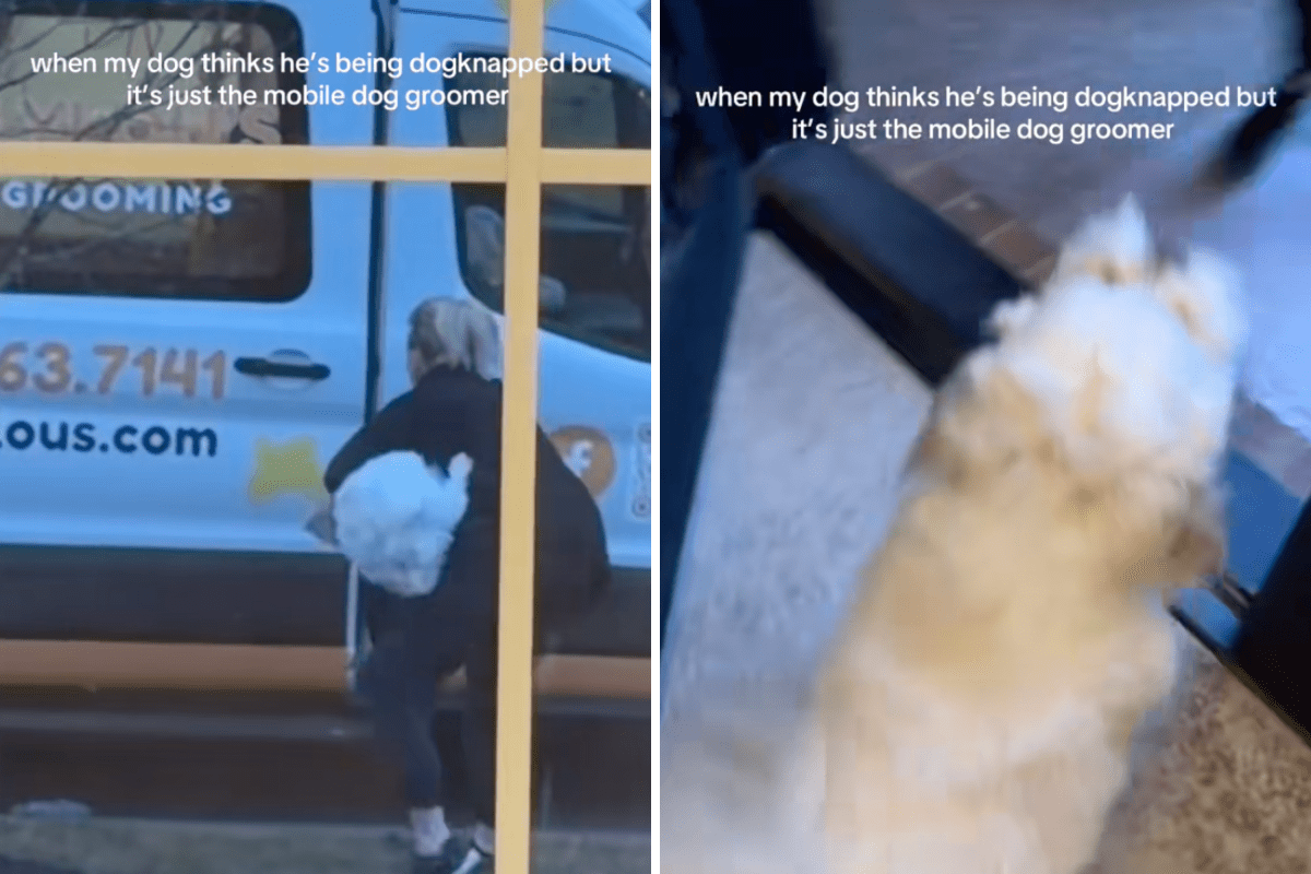Dog thinks he’s being "dognapped"—response leaves viewers in hysterics