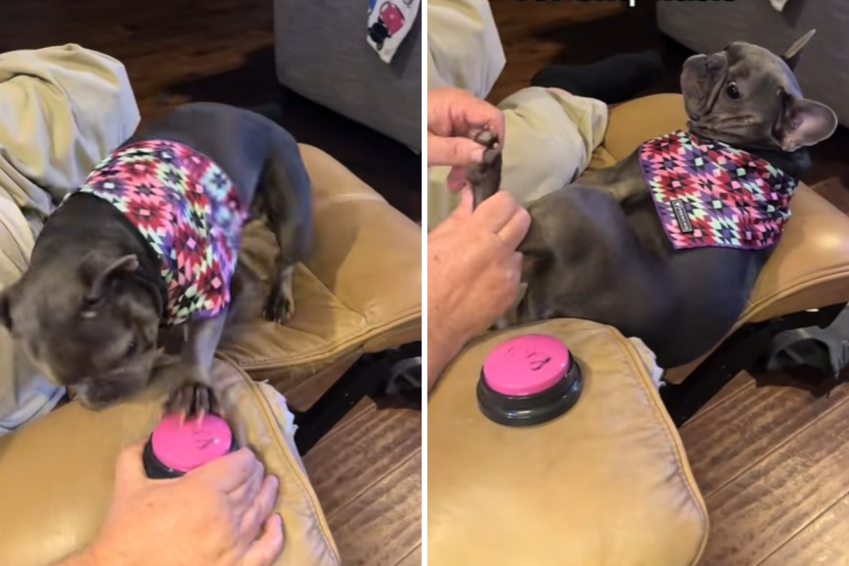 French bulldog learns to use talk buttons—keeps asking for one thing