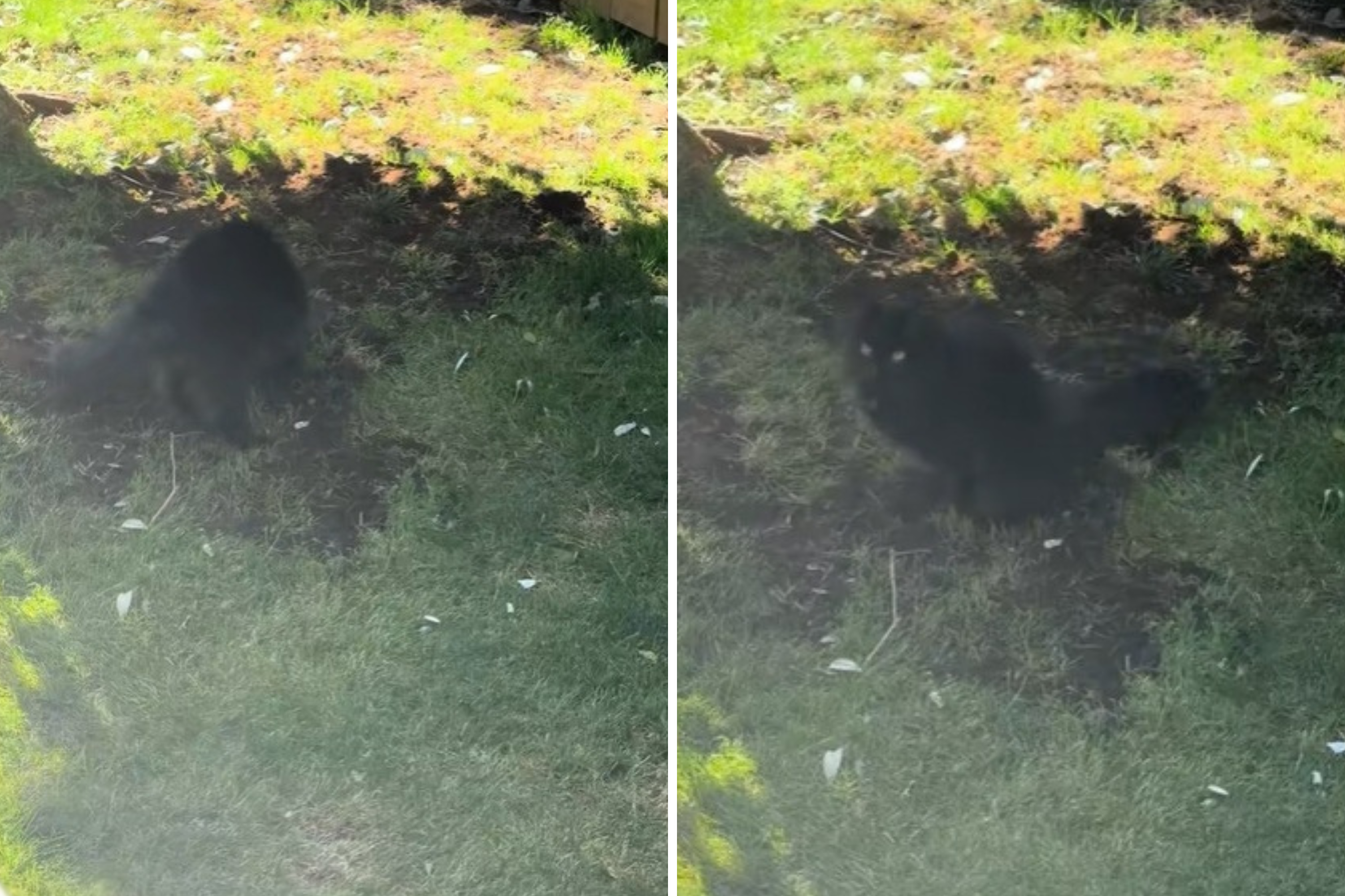 Owner Buries Cat in Garden—What Sibling Does Seconds Later Breaks Hearts