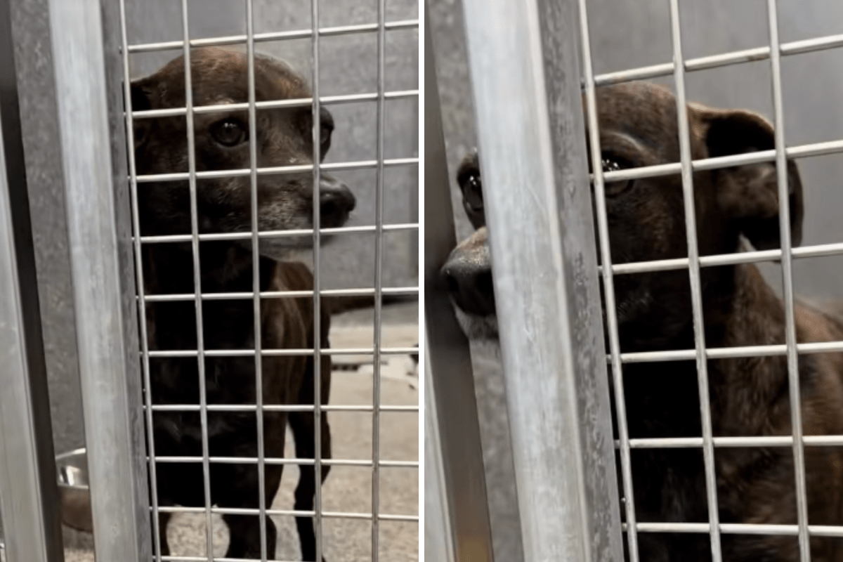 Tears as senior Chihuahua surrendered to shelter gets "no applications"