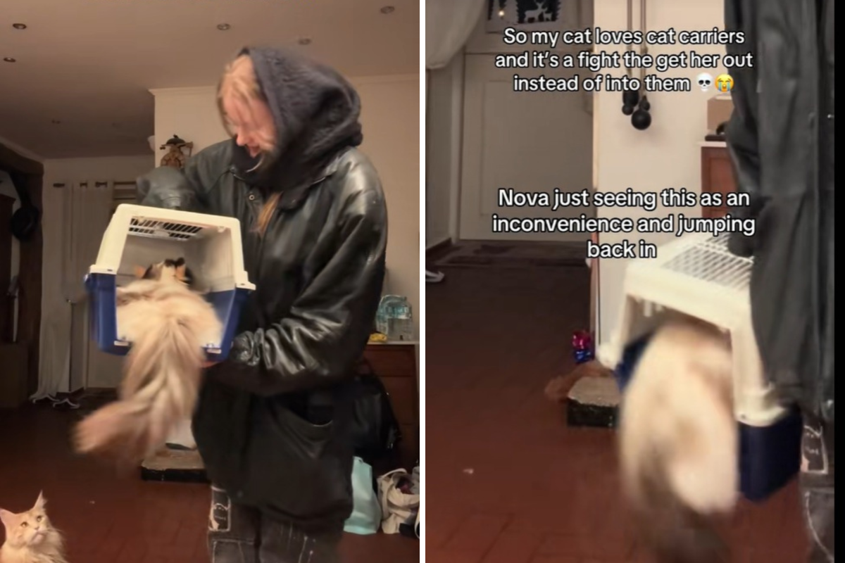 Cat who refuses to leave her carrier has internet in stitches: "fight"