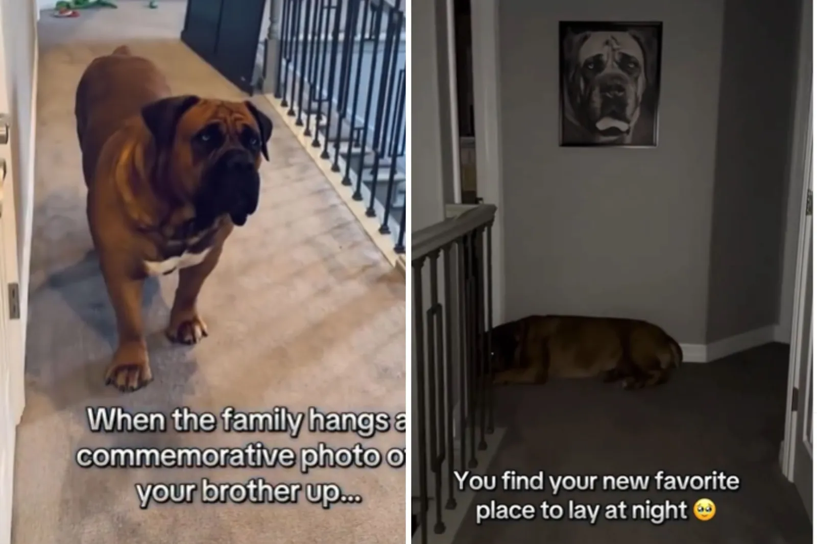 Dog notices sibling's photo
