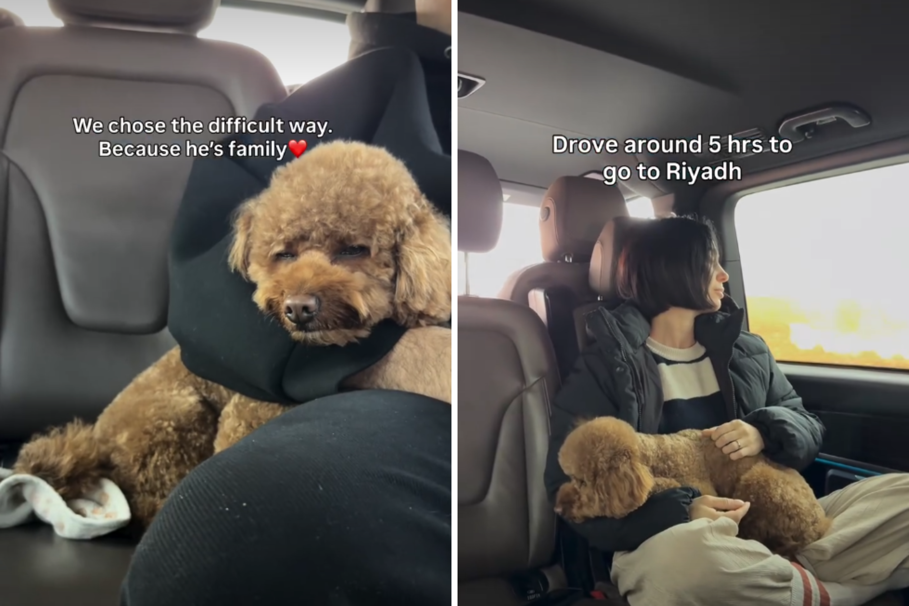 Couple Fleeing Middle East Refuse To Abandon Dog—Journey Stuns Viewers