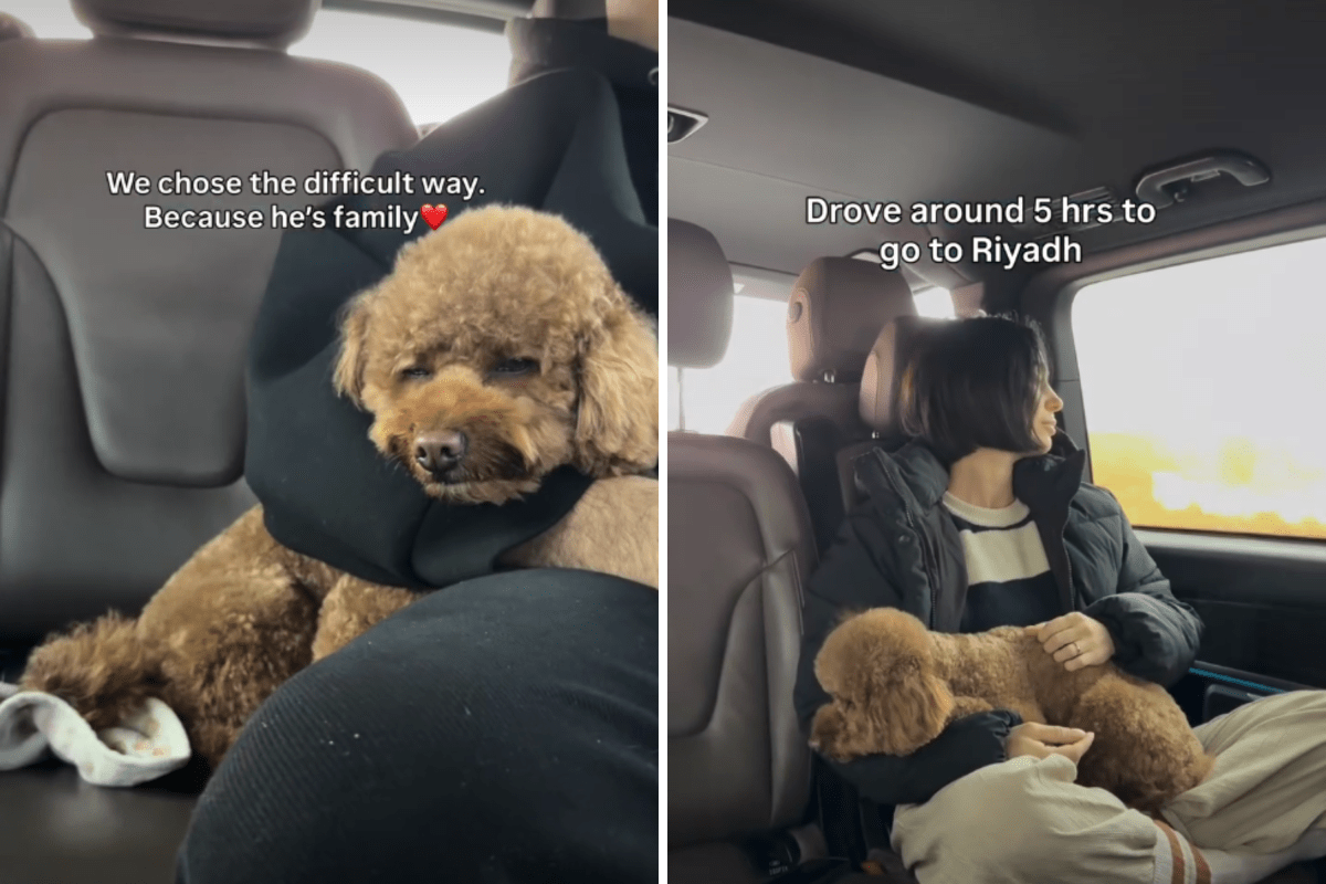 Casal fugindo do Oriente Médio se recusa a desistir do cachorro – Journey surpreendeu os espectadores