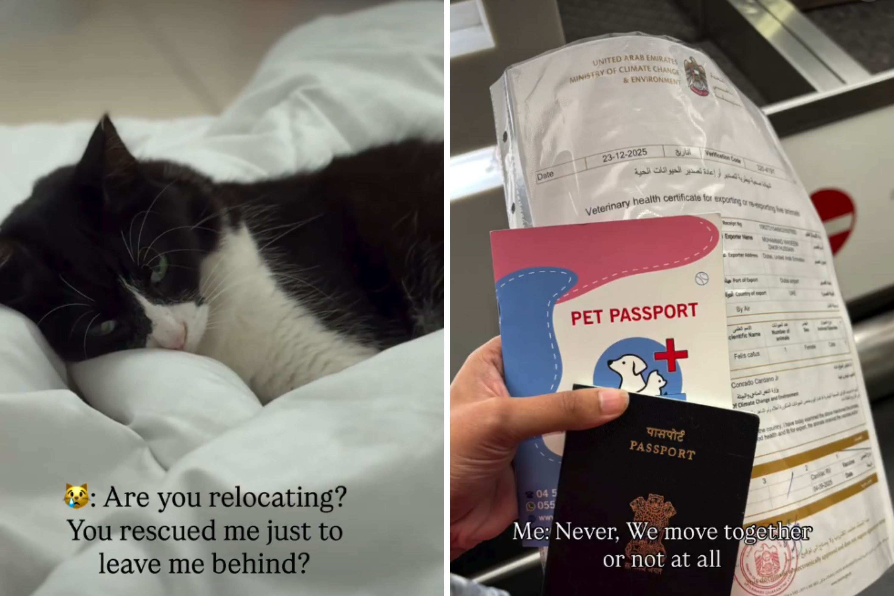 Woman Living Abroad Rescues Cat, Then Forced To Relocate—Tears at What Does