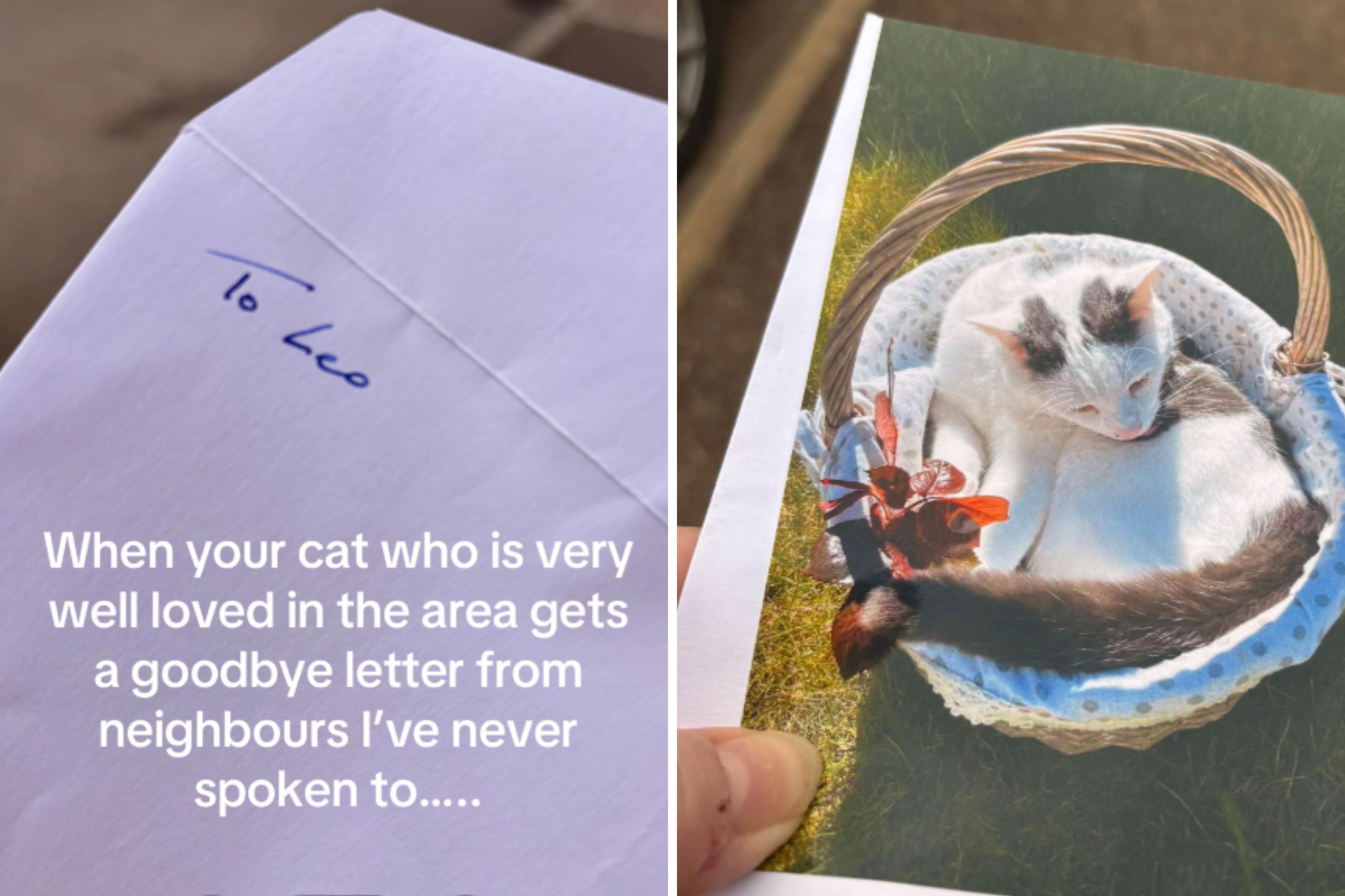 Cat Owner Gets Note From Neighbor, in Shock at What It Says—'Ruined My Day'