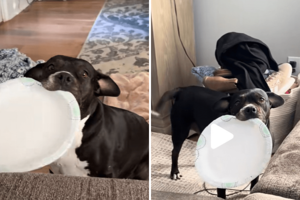 O dono da história está histérico sobre o porquê. O Staffordshire Terrier sempre guarda o prato.