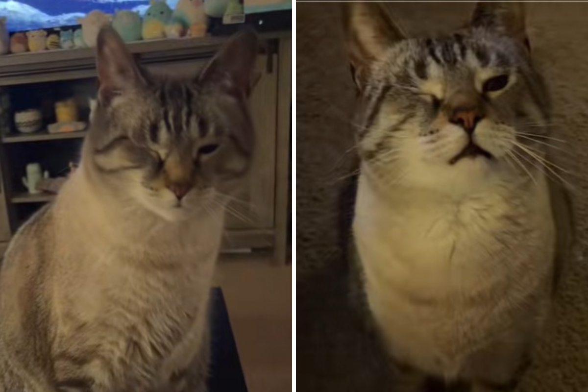 Reason Cat Pretends to Be 'Hurt' Delights Internet
