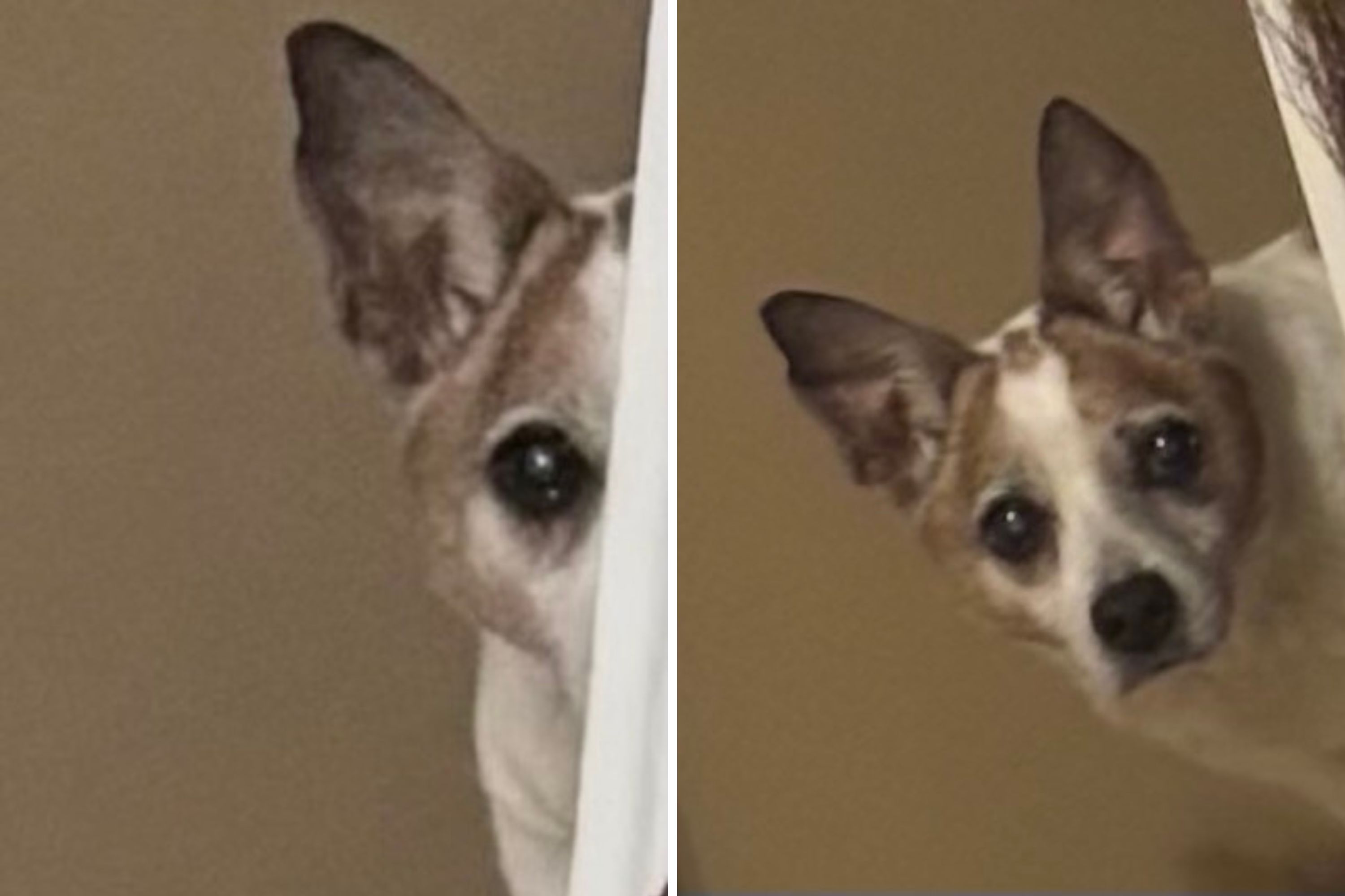 What Owner Finds Senior Rescue Dog Doing ‘Every Night’ Has People in Tears