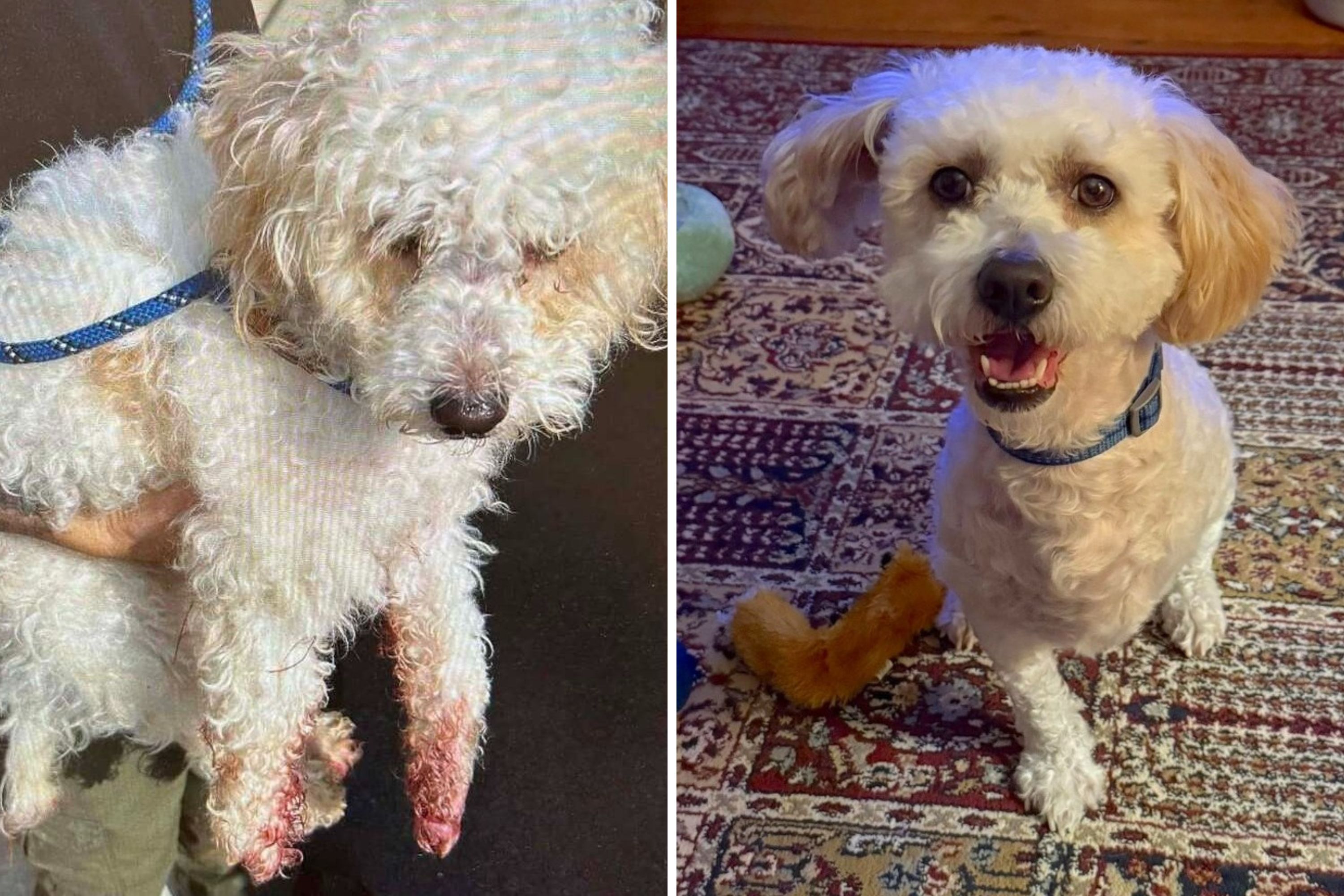 Dog That Lost Leg From Rubber Bands on His Paws Needs a New Home