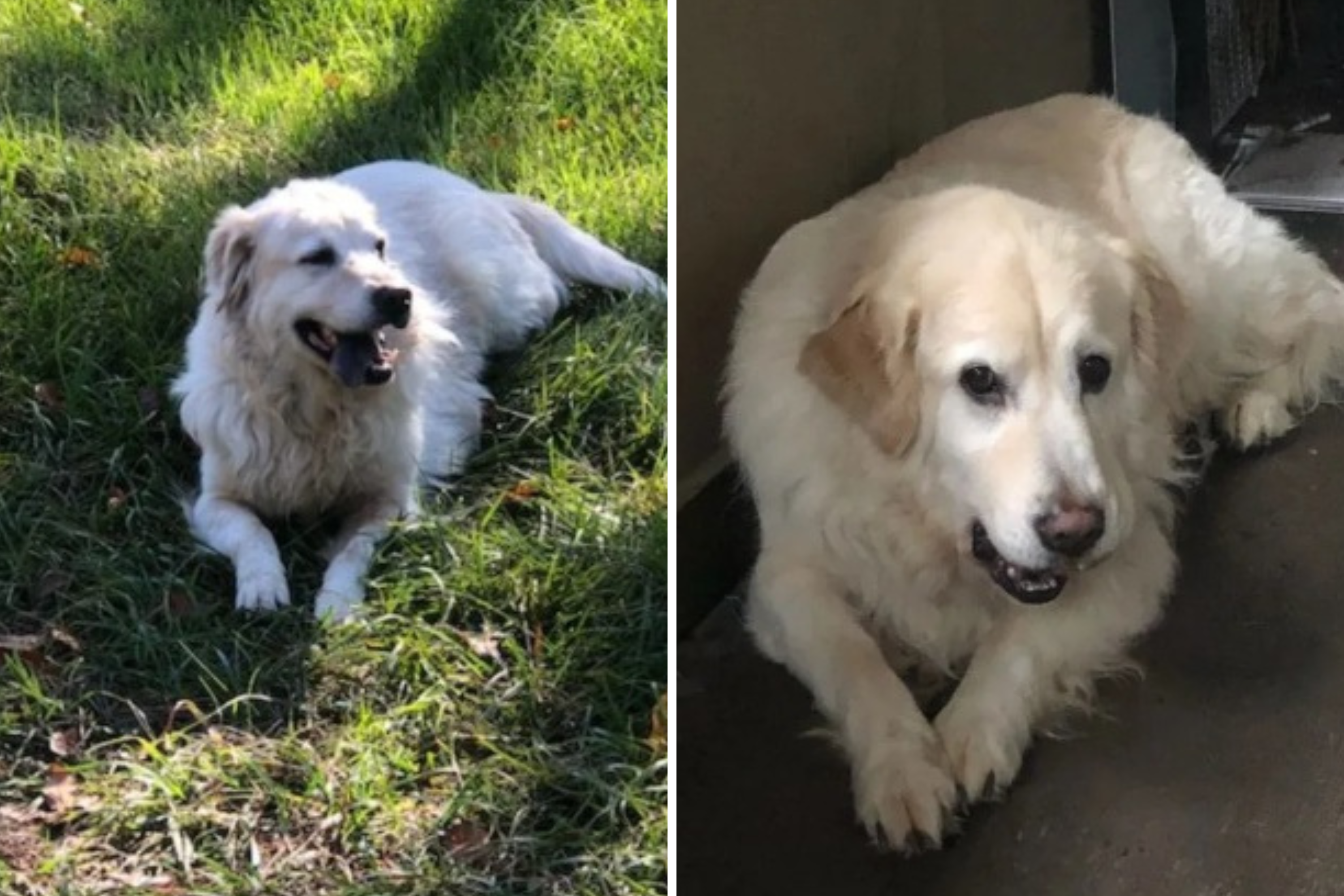 Owner Does DNA Test on 'DIY' Pyrenees—Unprepared for Results