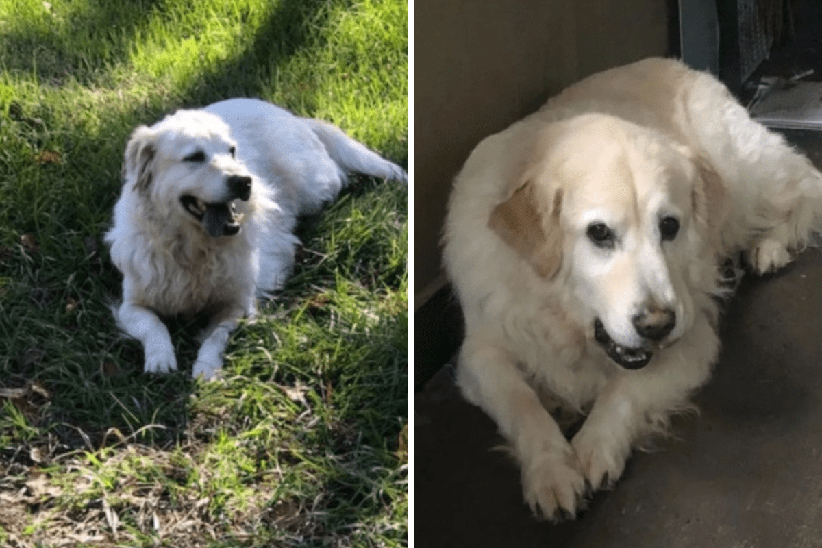 Owner Does DNA Test on 'DIY' Pyrenees—Unprepared for Results