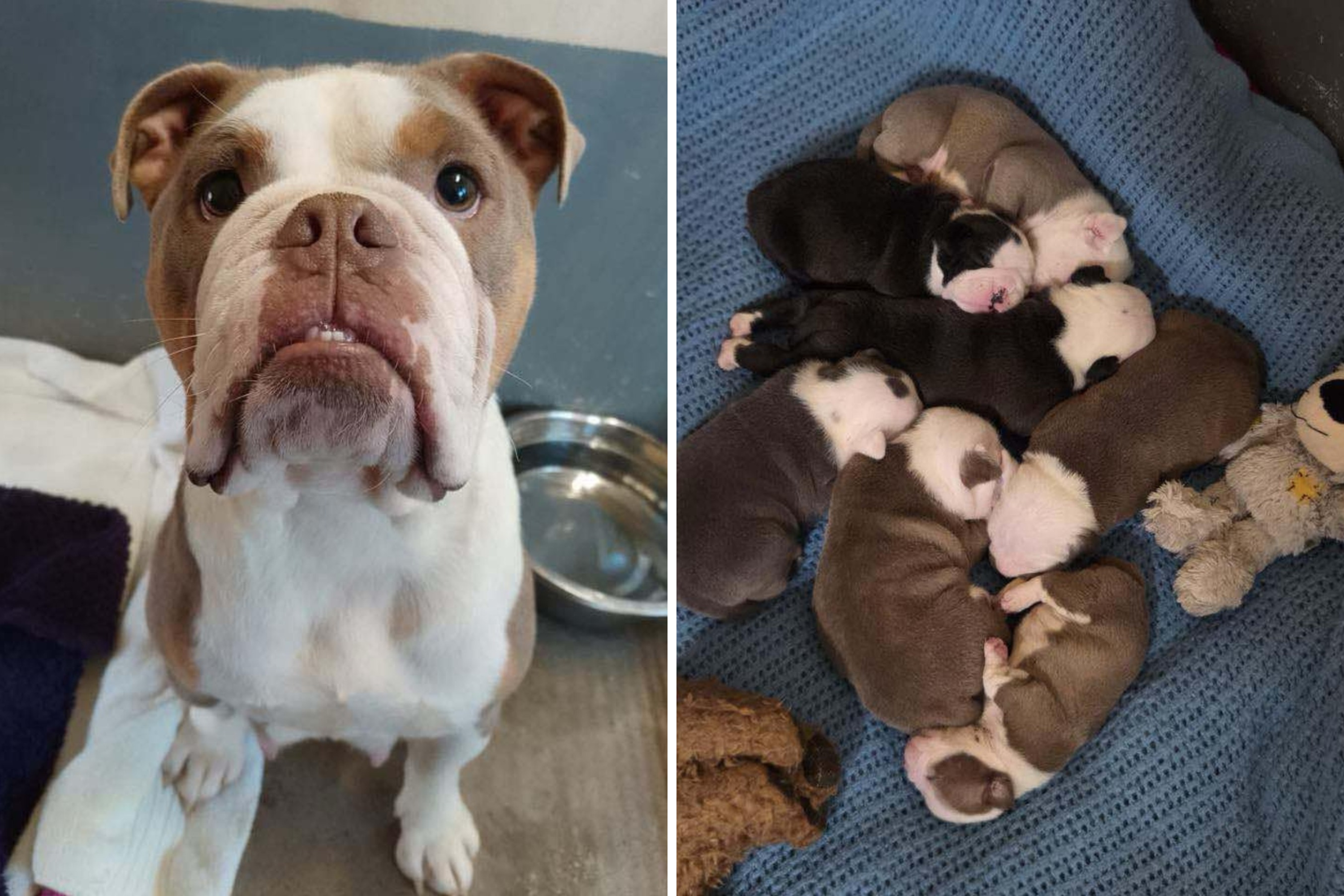 Mom Dog Who Took a Hammer Attack to Protect Her Puppies Finds Forever Home