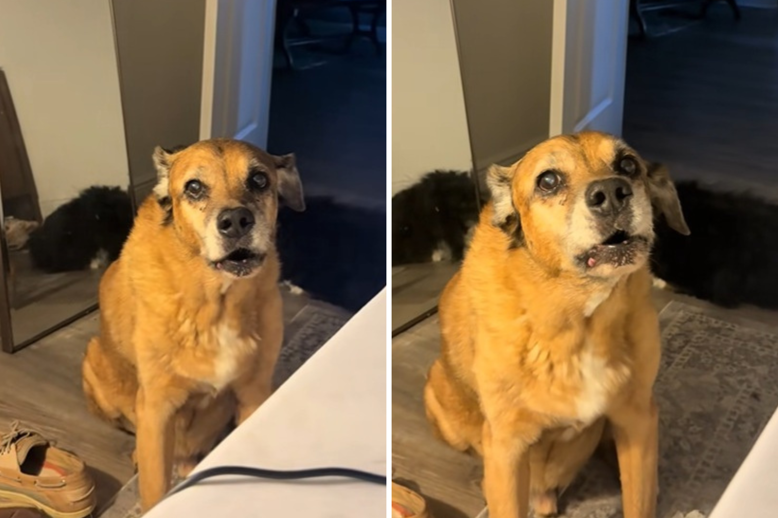 Dog Taught Himself To Detect Blood-Sugar Spikes—One Thing Makes Him Furious