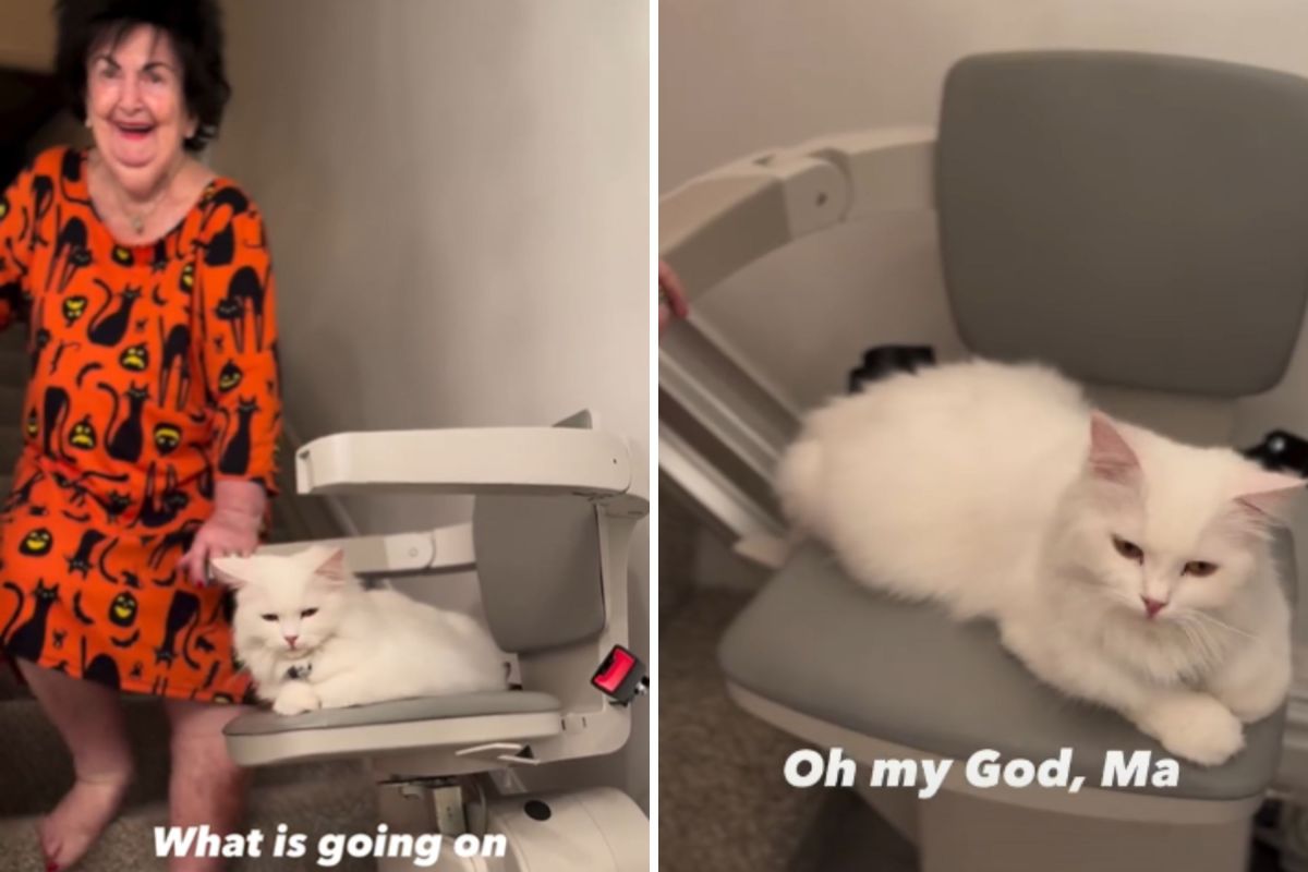 Daughter Catches Someone Using Stairlift, but It’s Not Her 95-Year-Old Mom