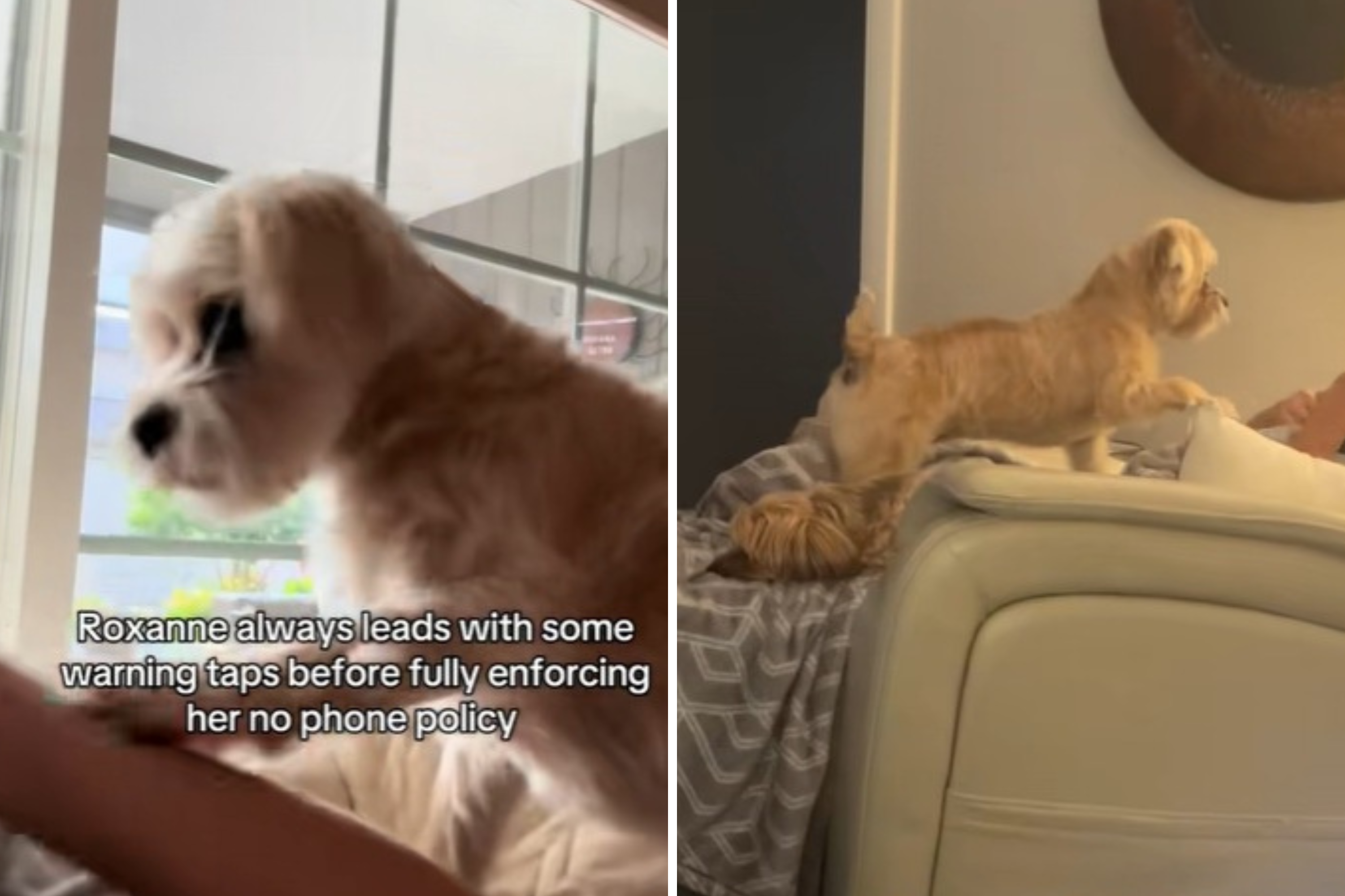 This Shih Tzu Mix Has a Strict ‘No-Phone Policy’—And She Enforces It